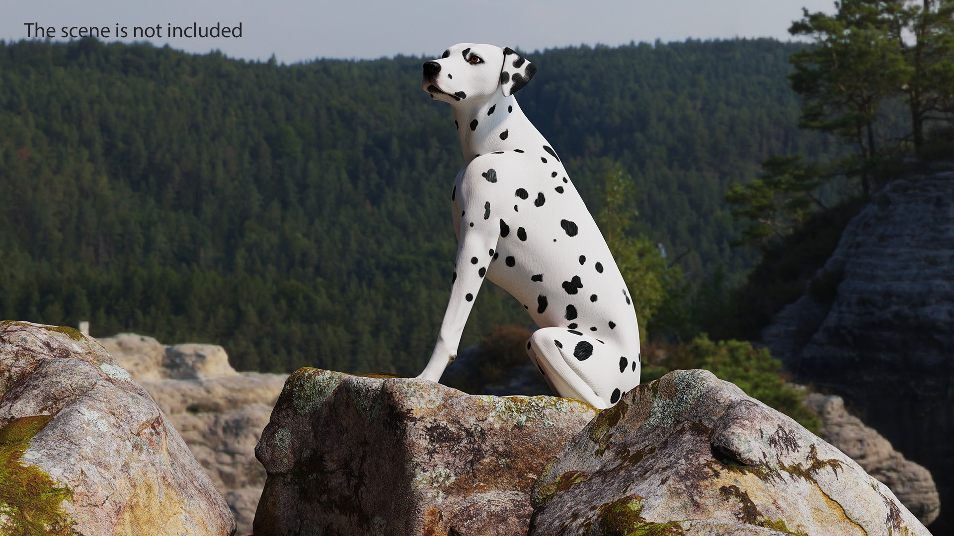 3D Dalmatian Dog Sitting Pose