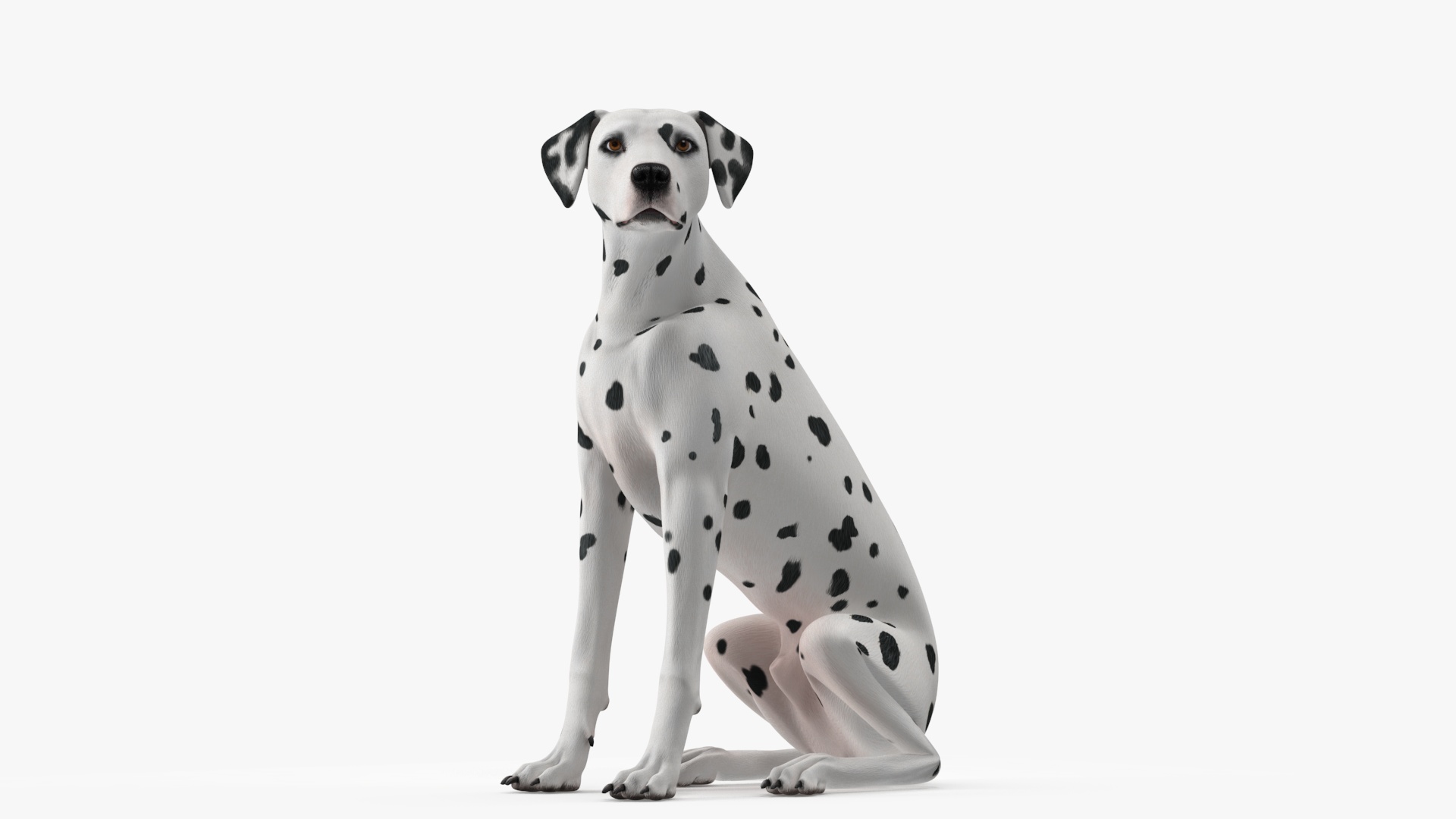 3D Dalmatian Dog Sitting Pose