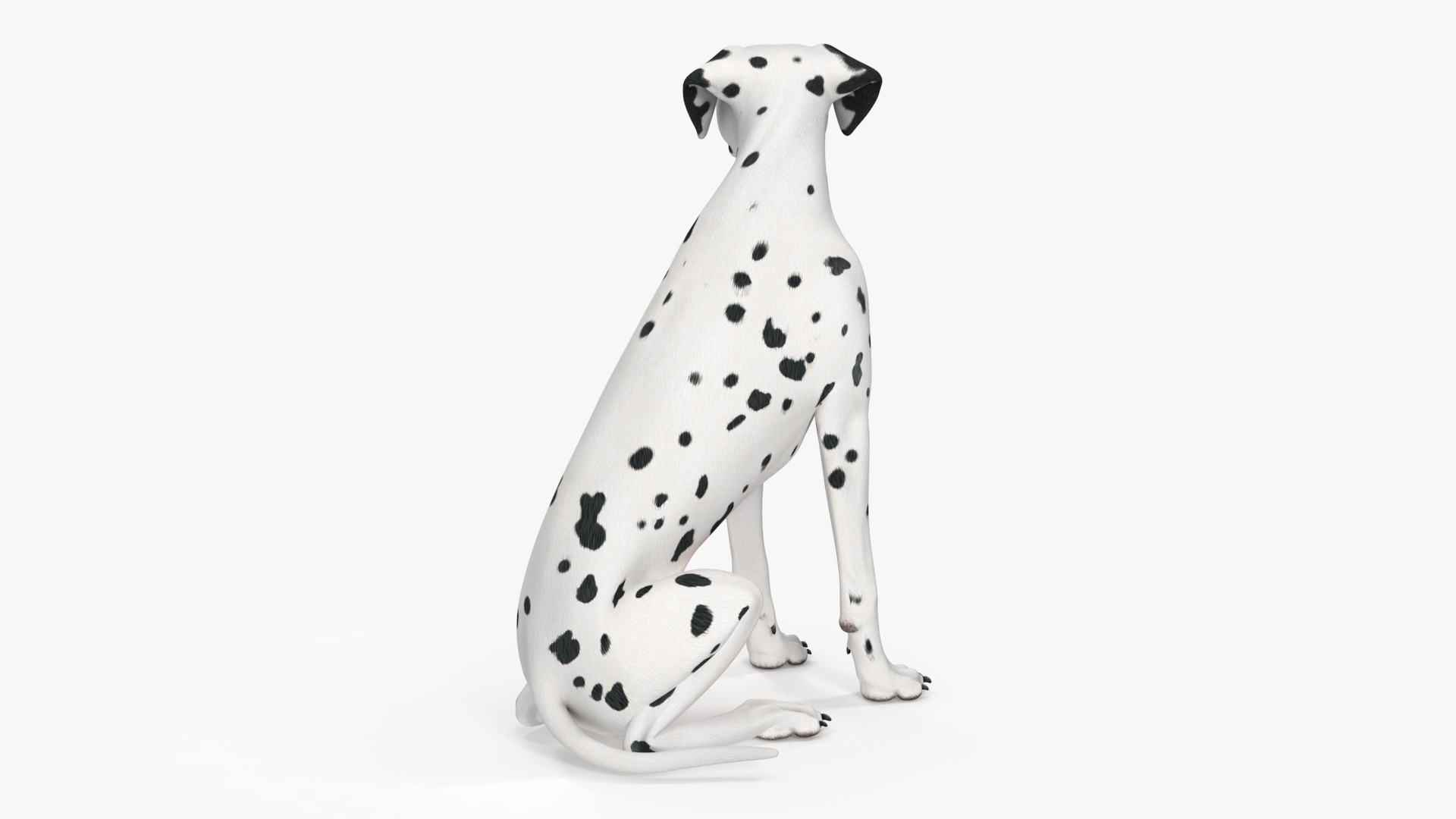 3D Dalmatian Dog Sitting Pose