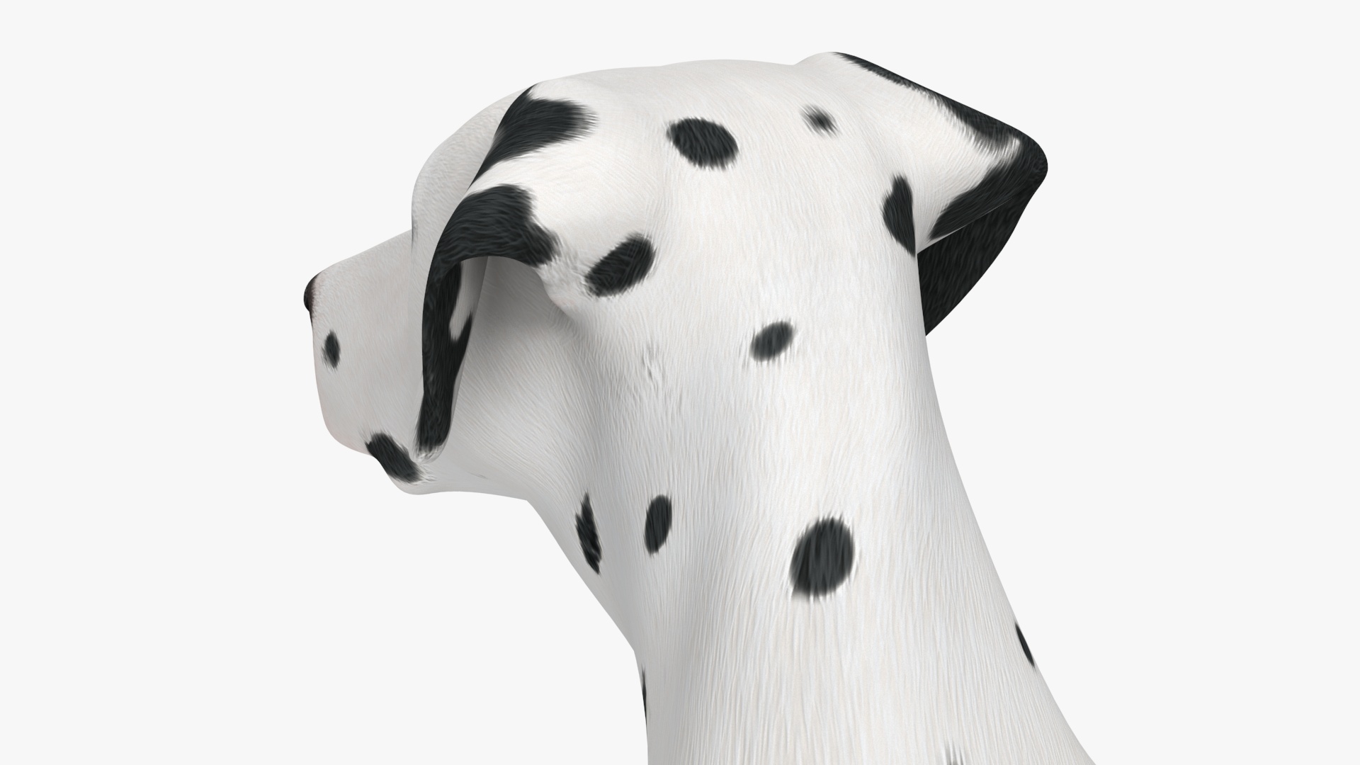 3D Dalmatian Dog Sitting Pose