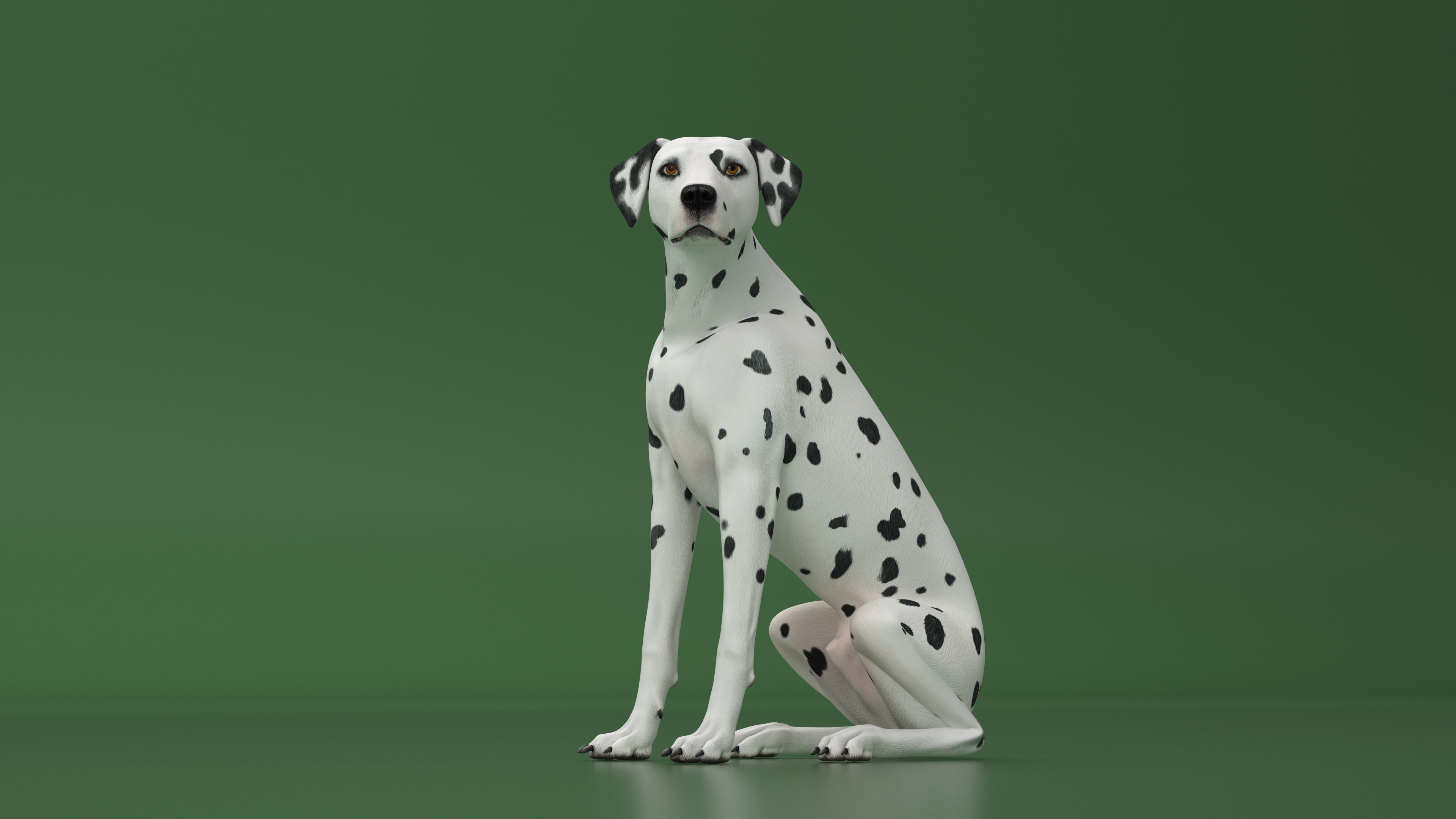 3D Dalmatian Dog Sitting Pose