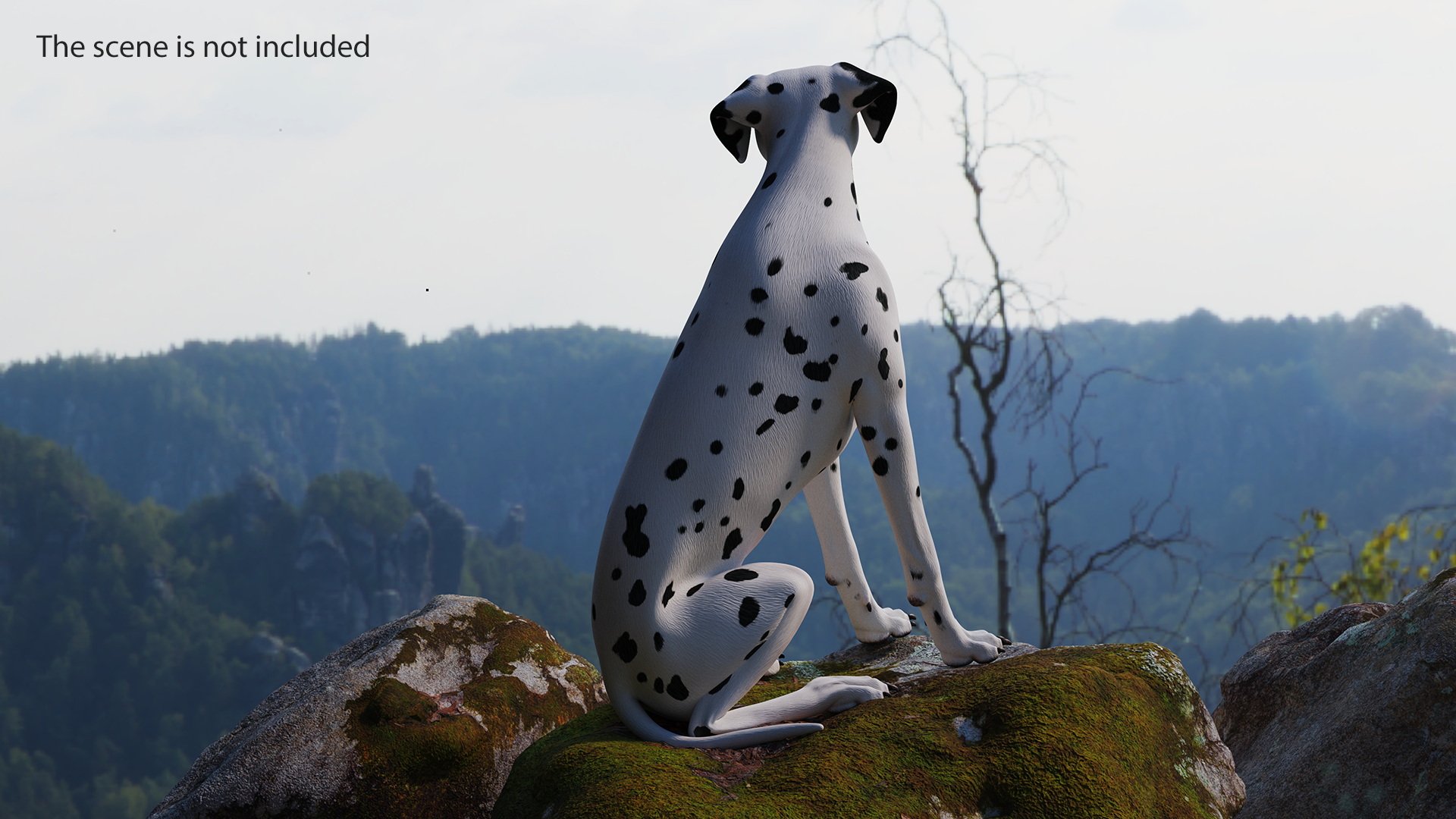 3D Dalmatian Dog Sitting Pose