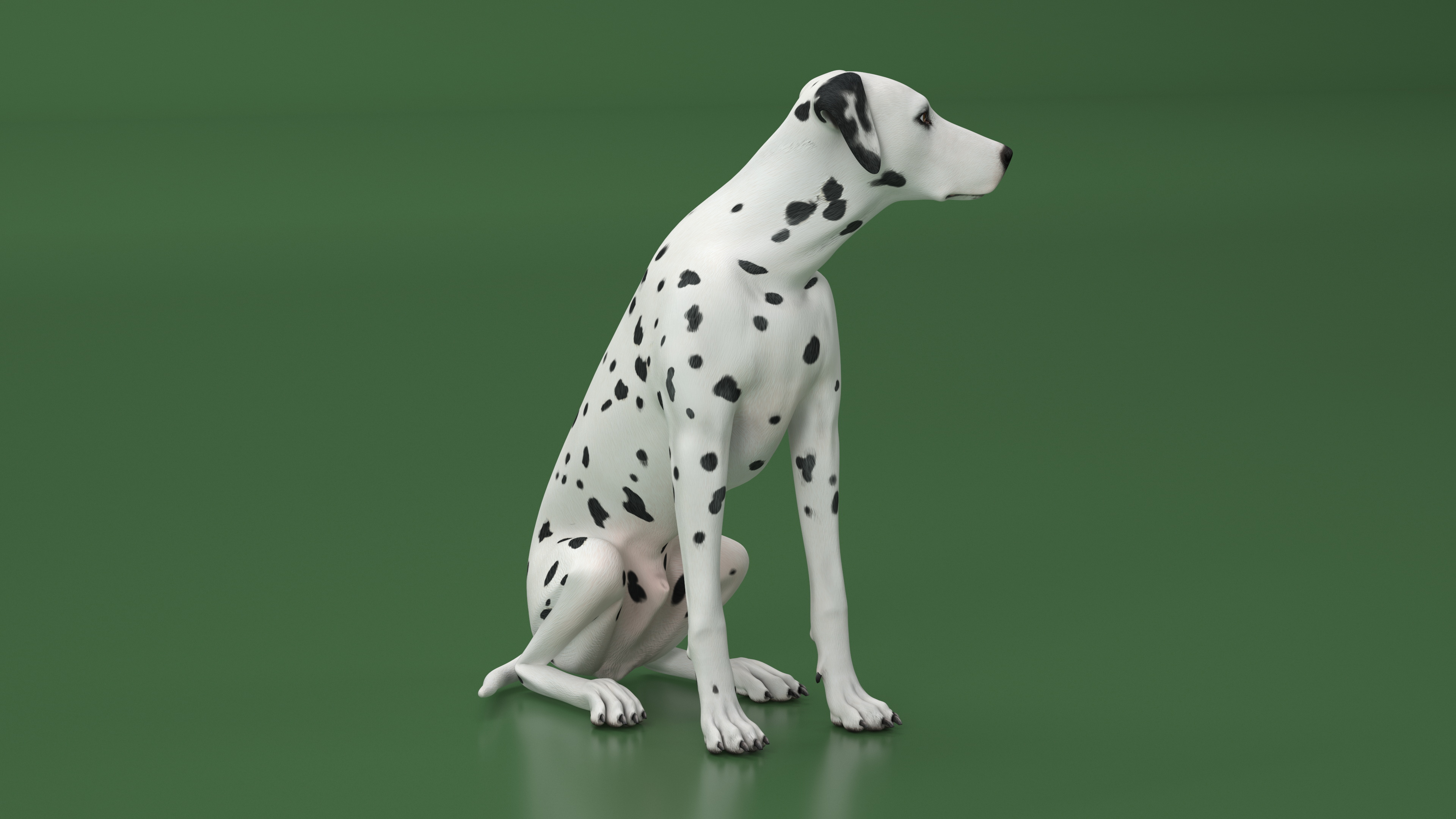 3D Dalmatian Dog Sitting Pose