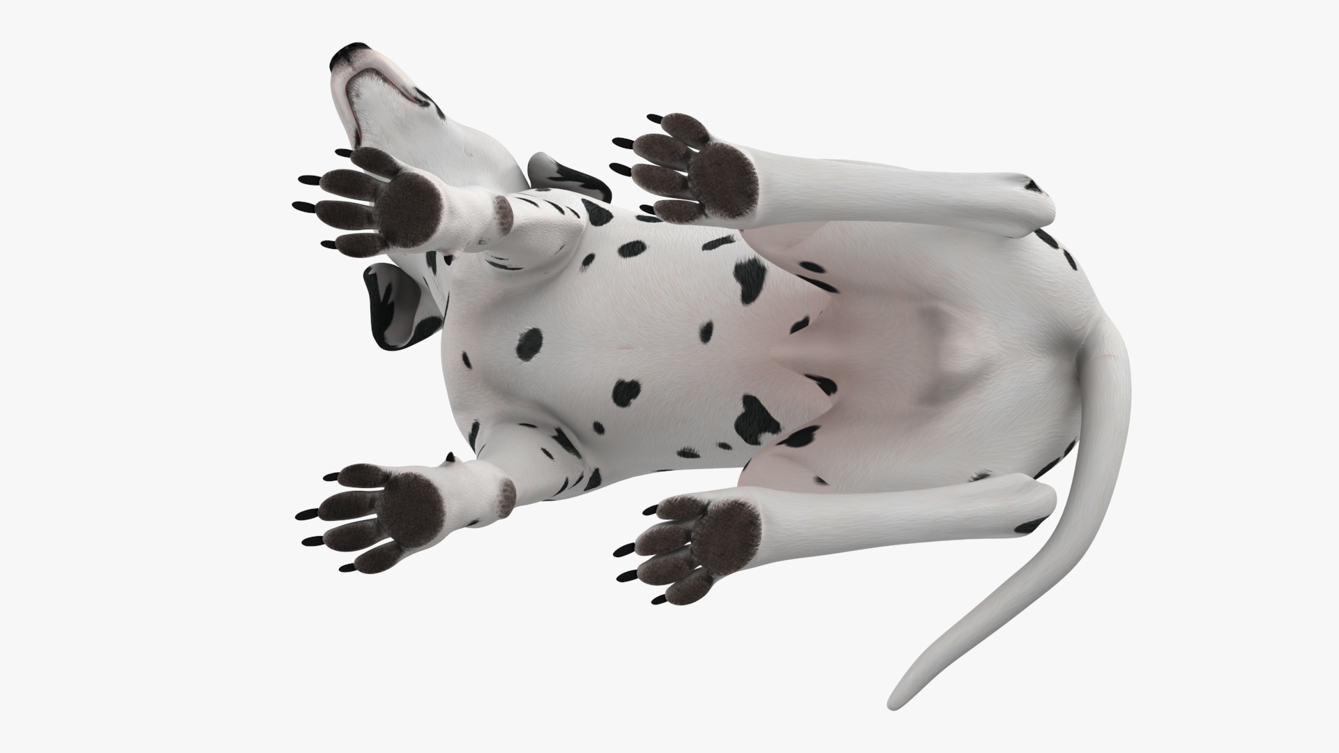 3D Dalmatian Dog Sitting Pose