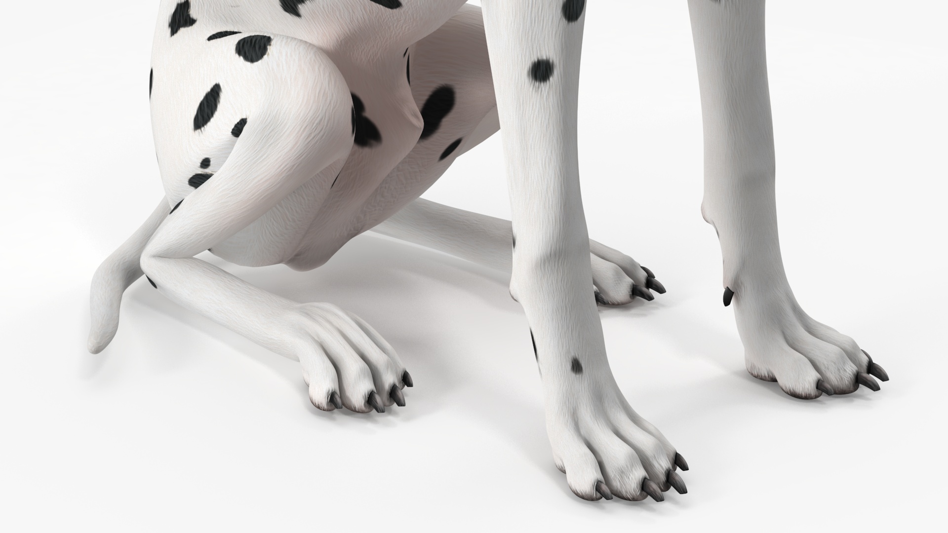3D Dalmatian Dog Sitting Pose