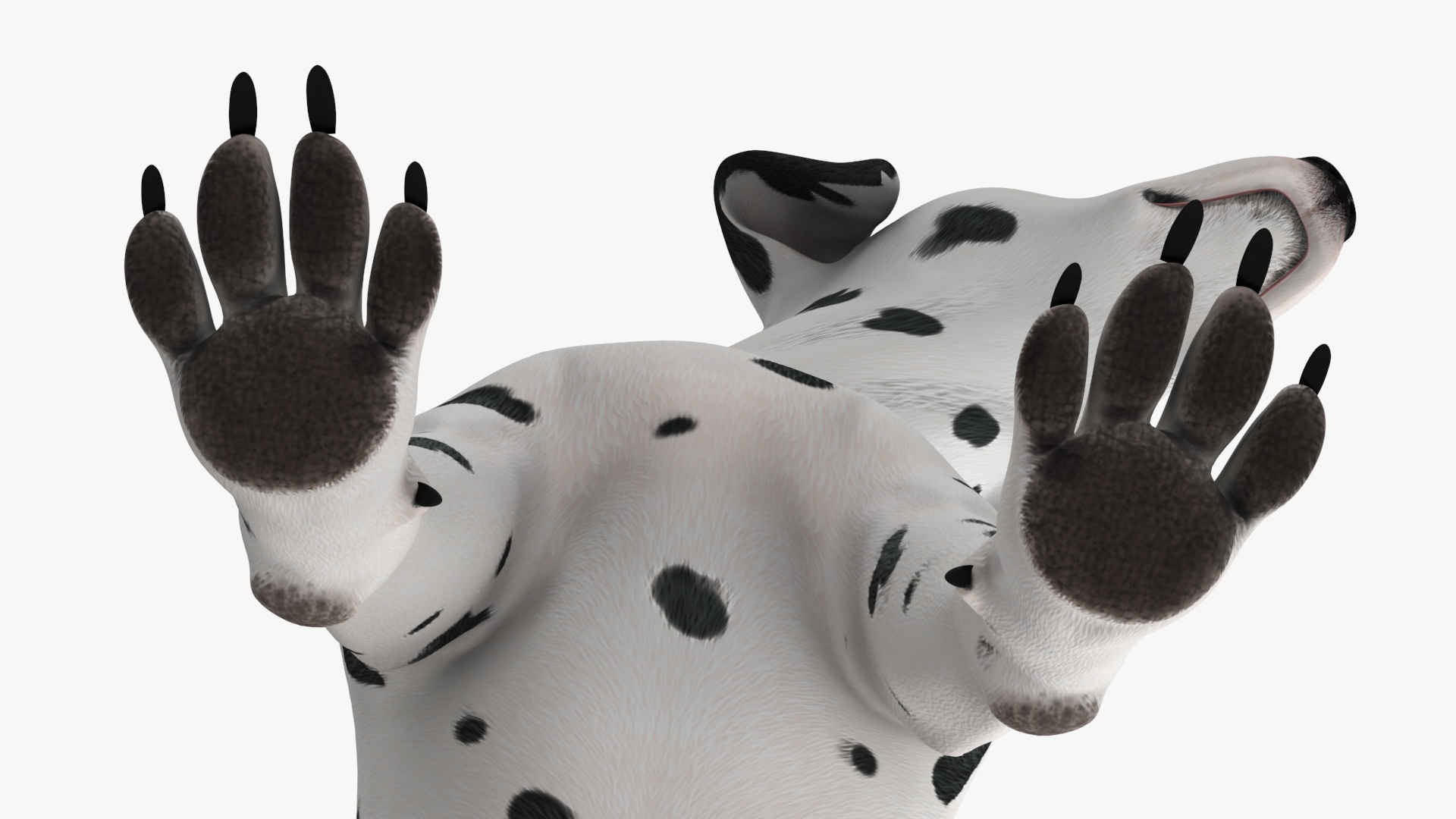 3D Dalmatian Dog Sitting Pose