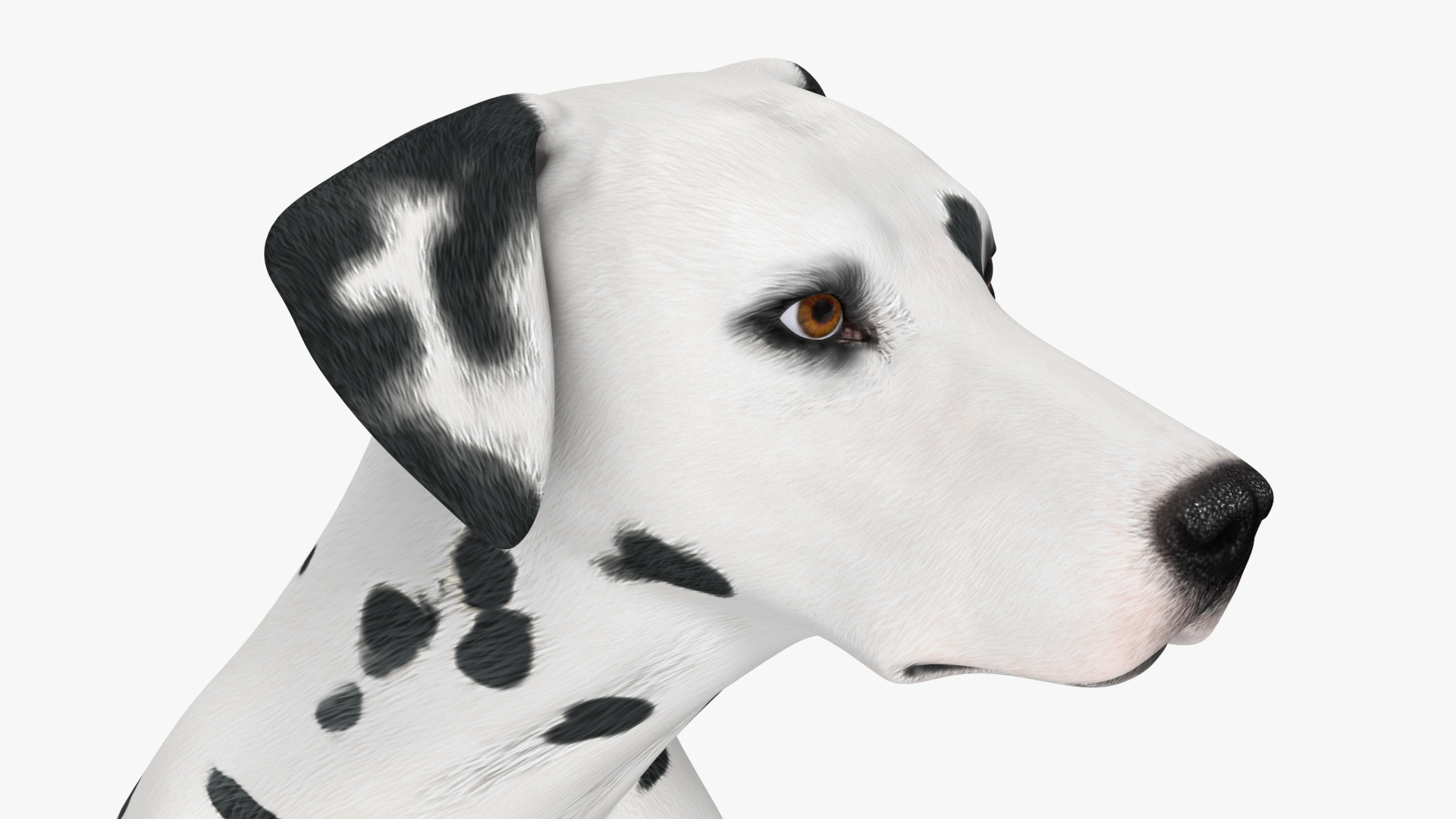 3D Dalmatian Dog Sitting Pose