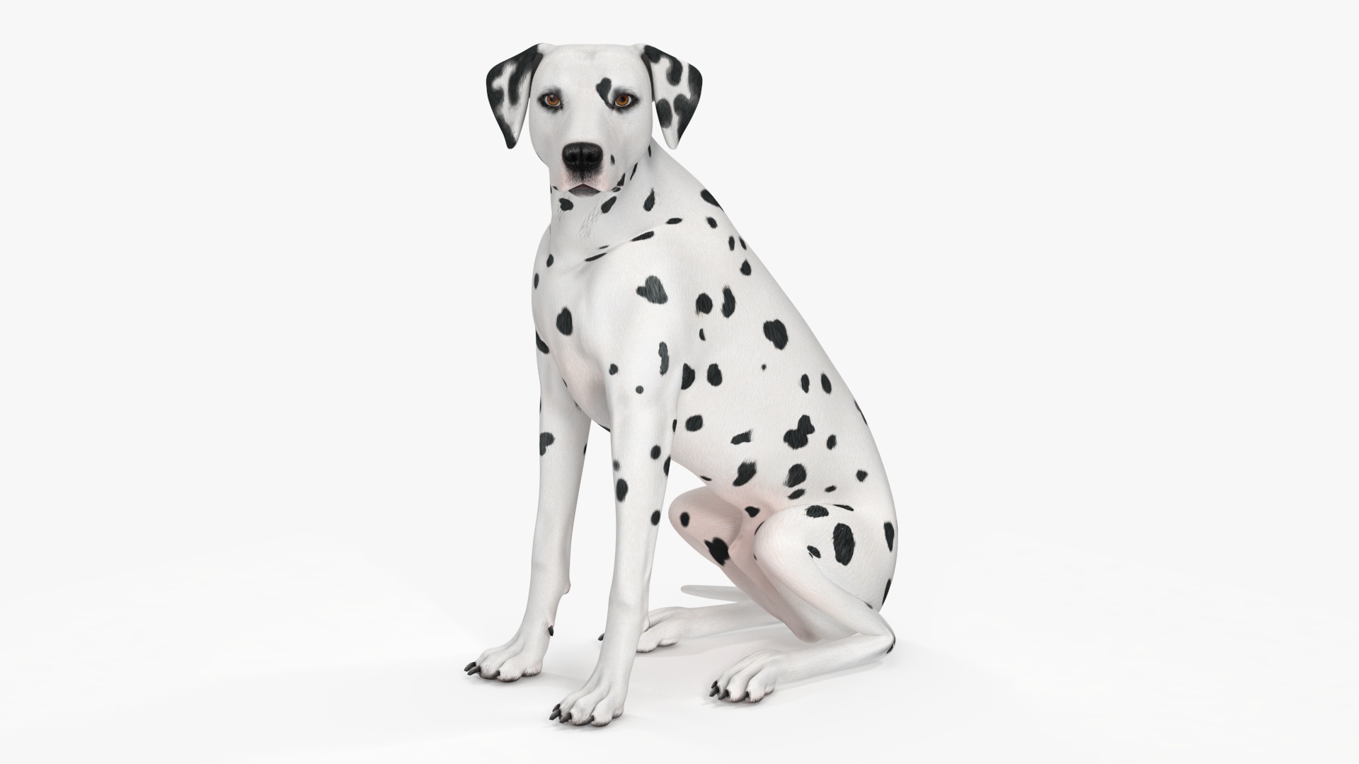 3D Dalmatian Dog Sitting Pose