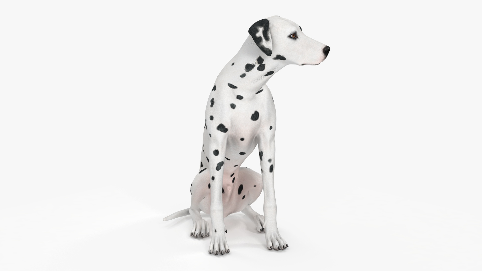 3D Dalmatian Dog Sitting Pose