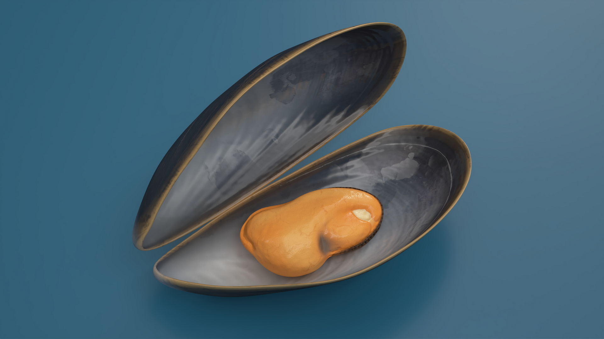 3D Open Cooked Mussel model