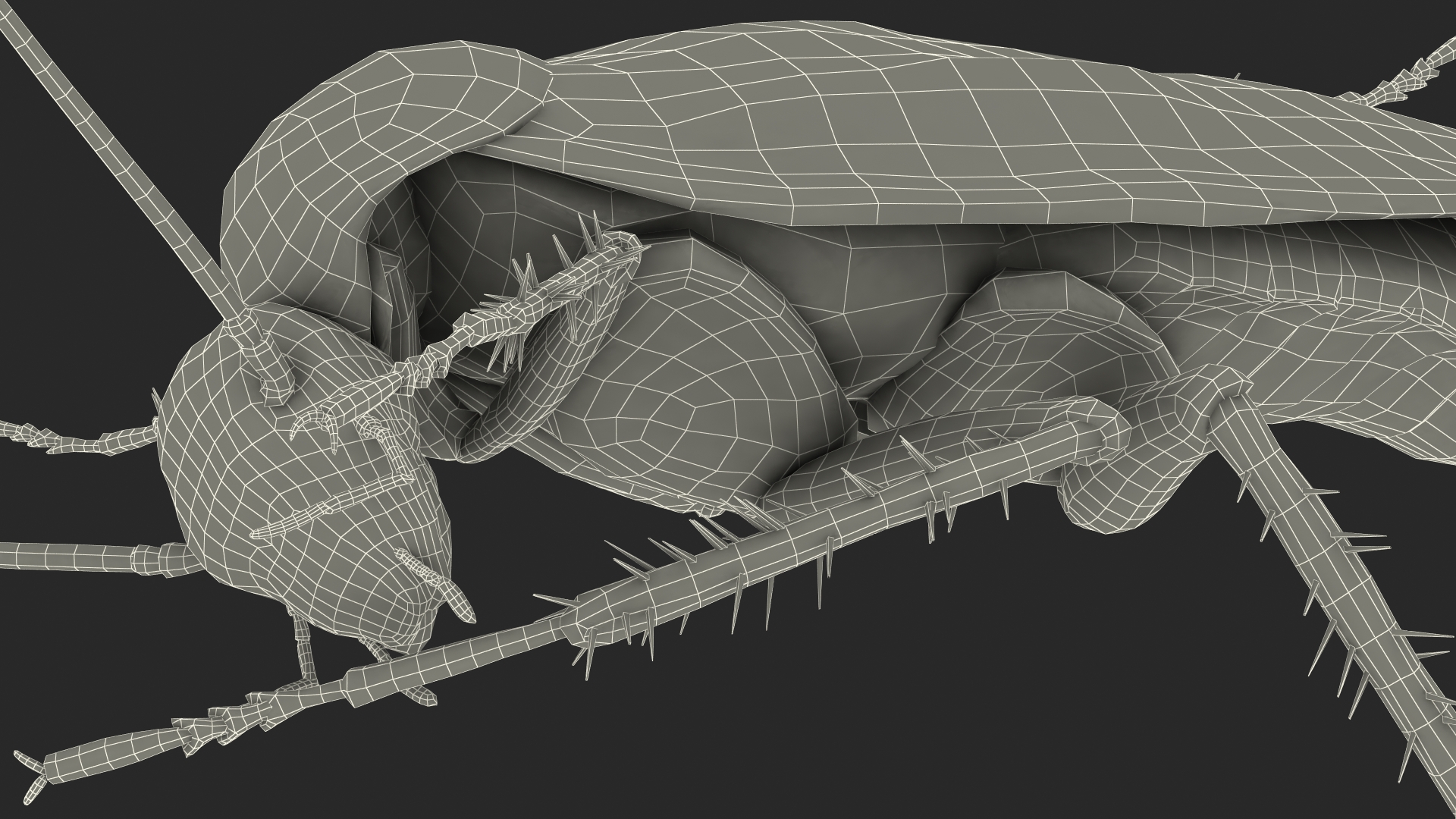 3D model Animated Cockroach Cleans Paw Rigged for Maya