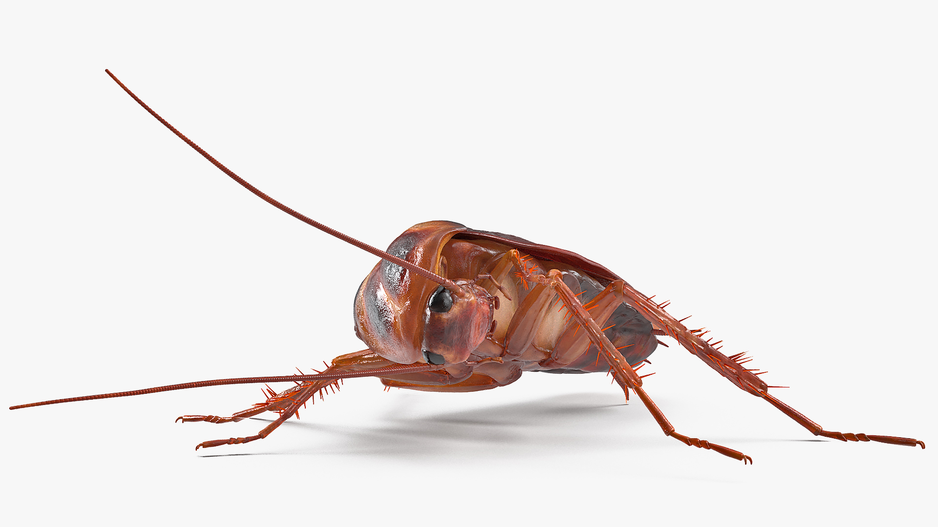 3D model Animated Cockroach Cleans Paw Rigged for Maya