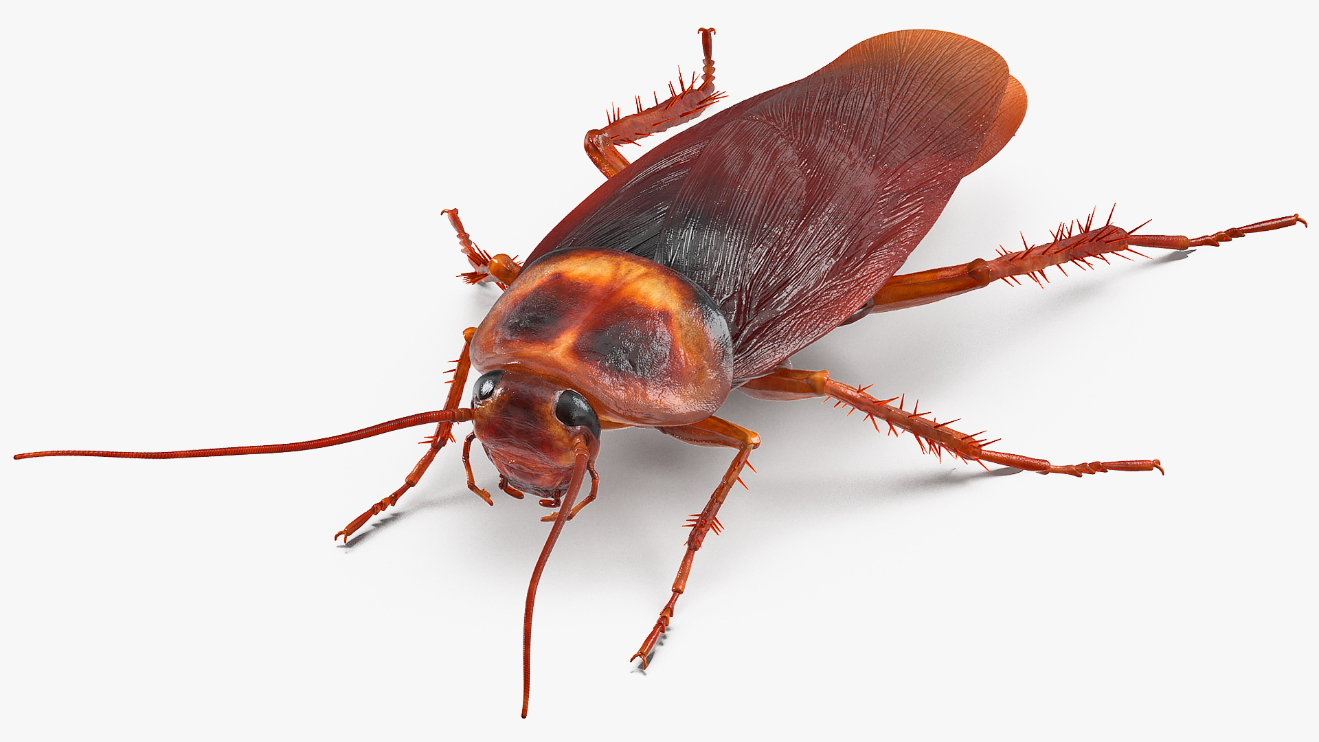 3D model Animated Cockroach Cleans Paw Rigged for Maya
