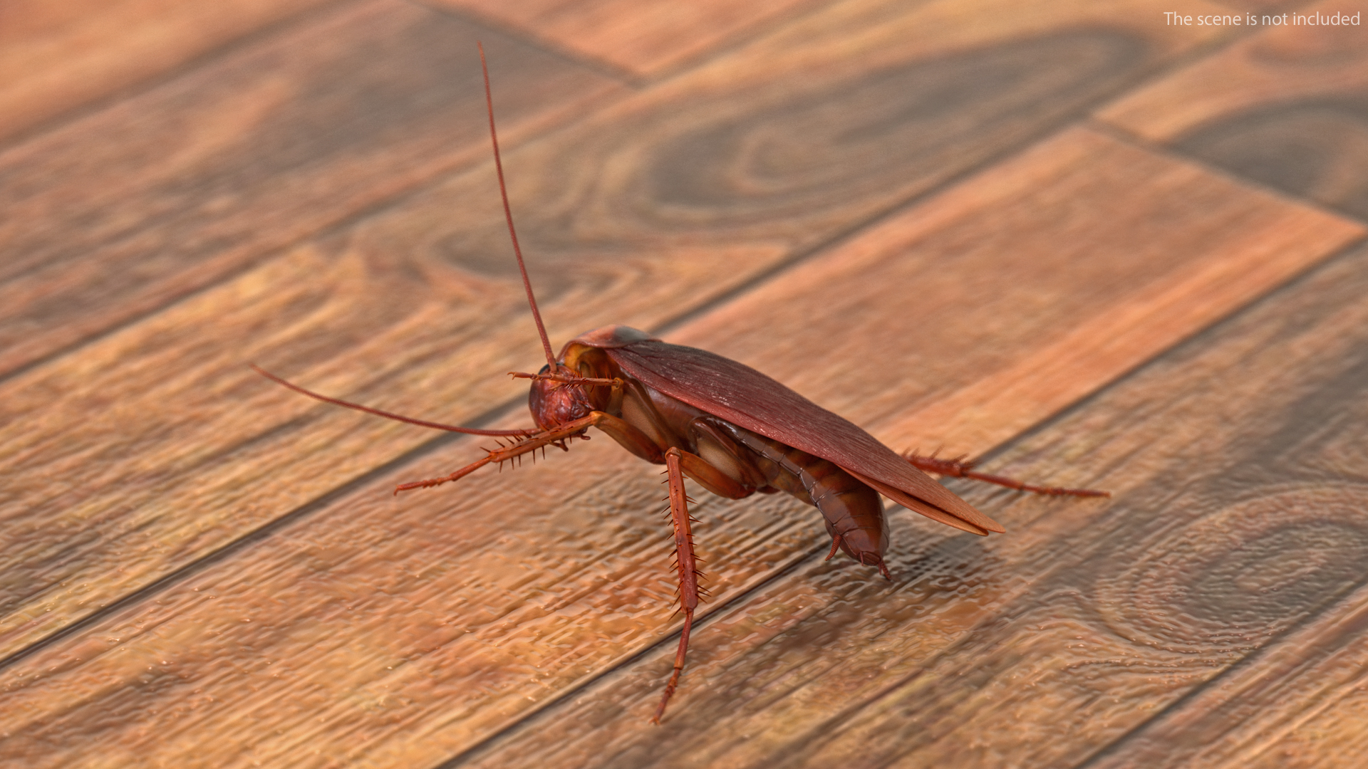 3D model Animated Cockroach Cleans Paw Rigged for Maya