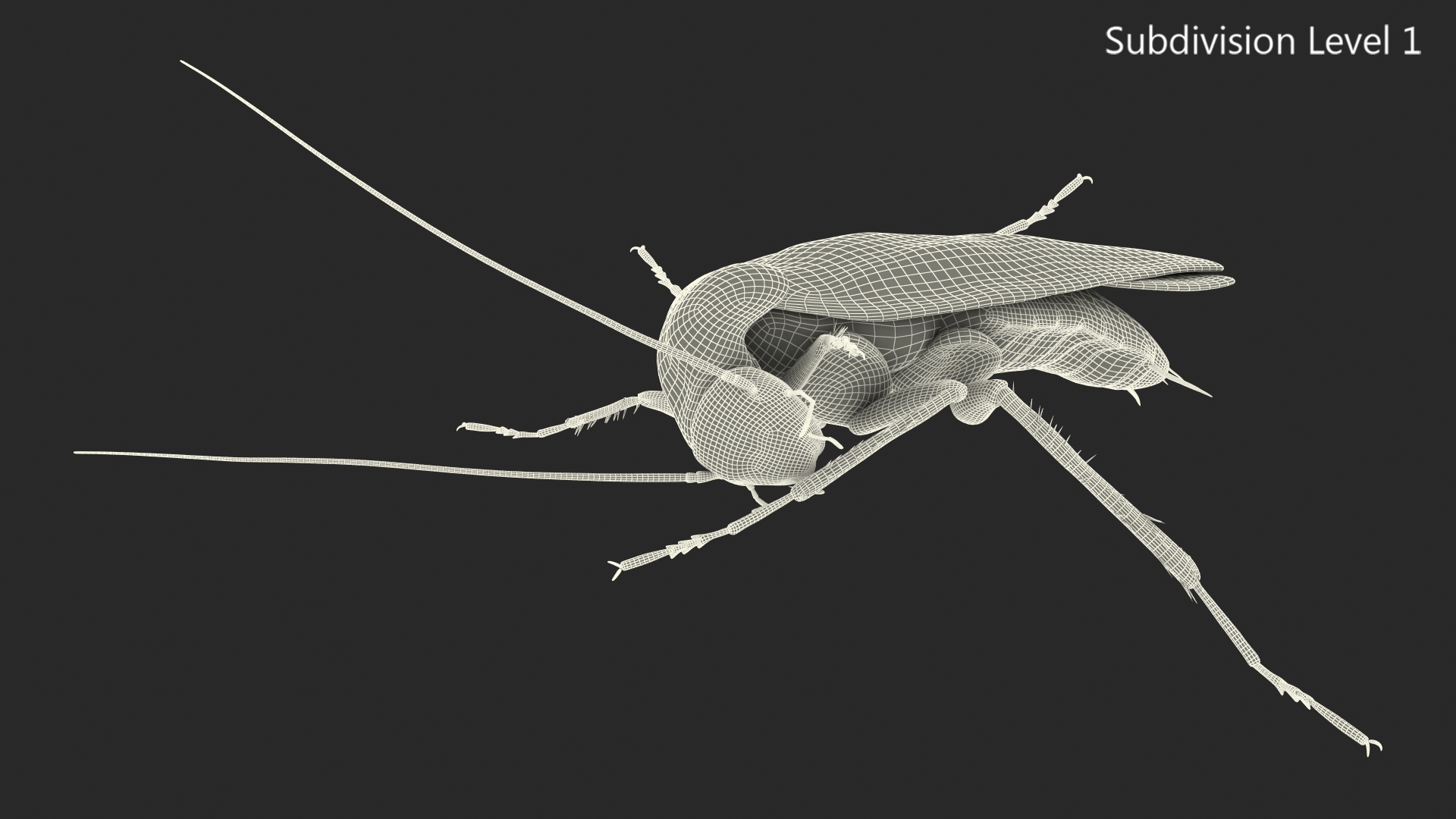 3D model Animated Cockroach Cleans Paw Rigged for Maya