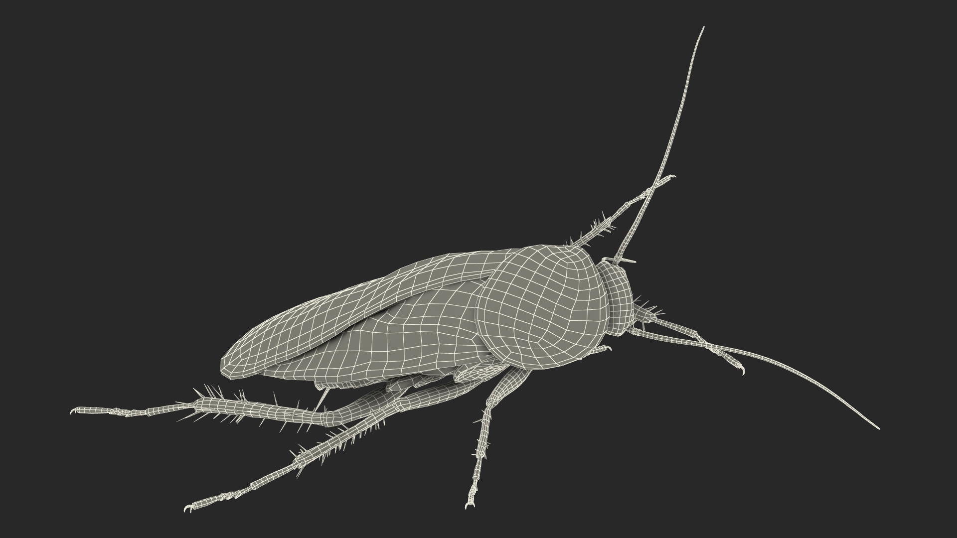 3D model Animated Cockroach Cleans Paw Rigged for Maya