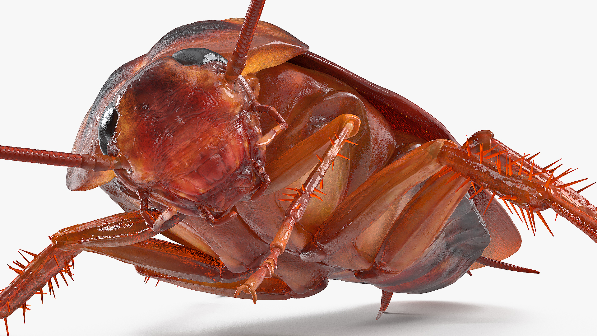 3D model Animated Cockroach Cleans Paw Rigged for Maya