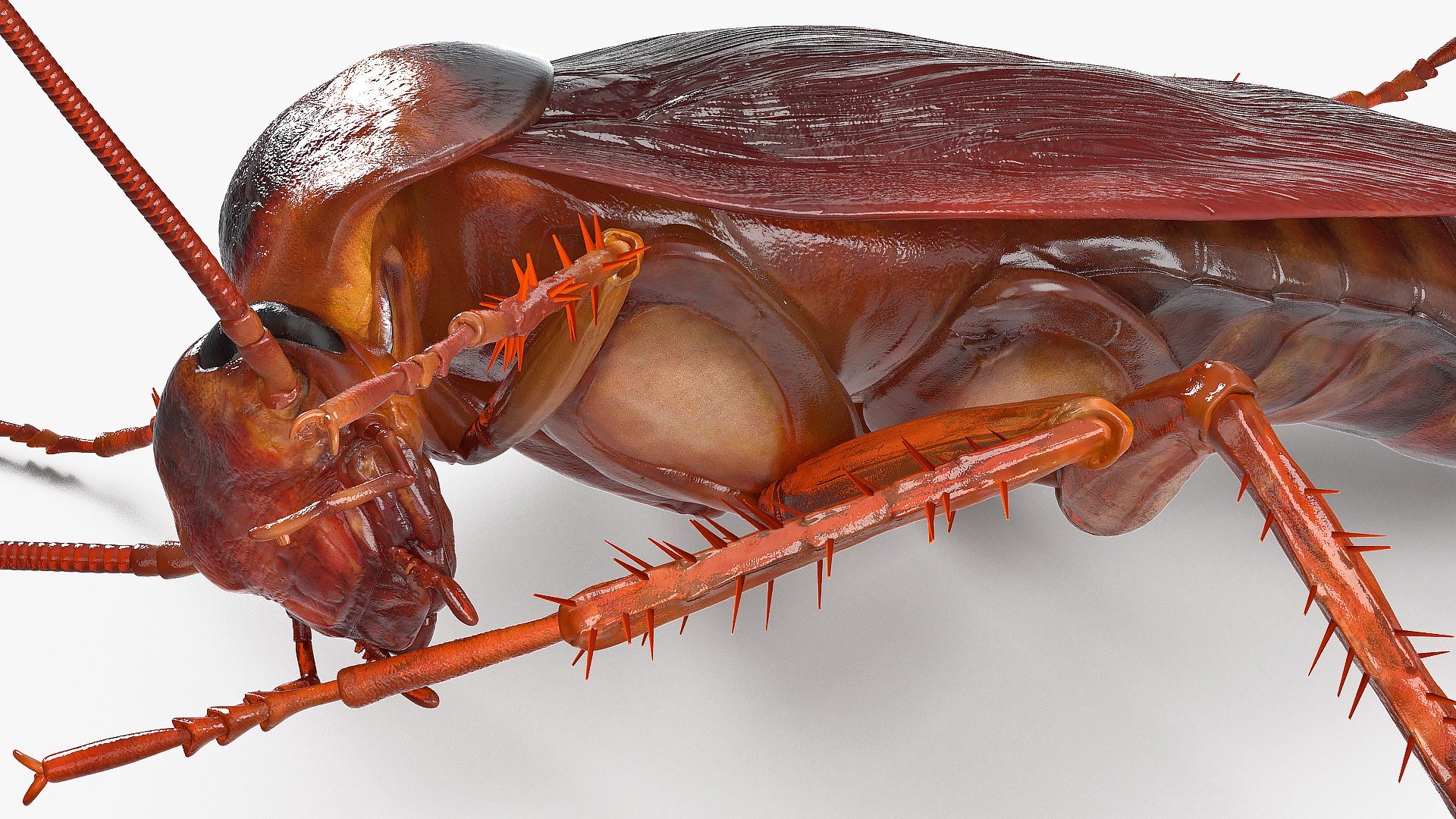 3D model Animated Cockroach Cleans Paw Rigged for Maya