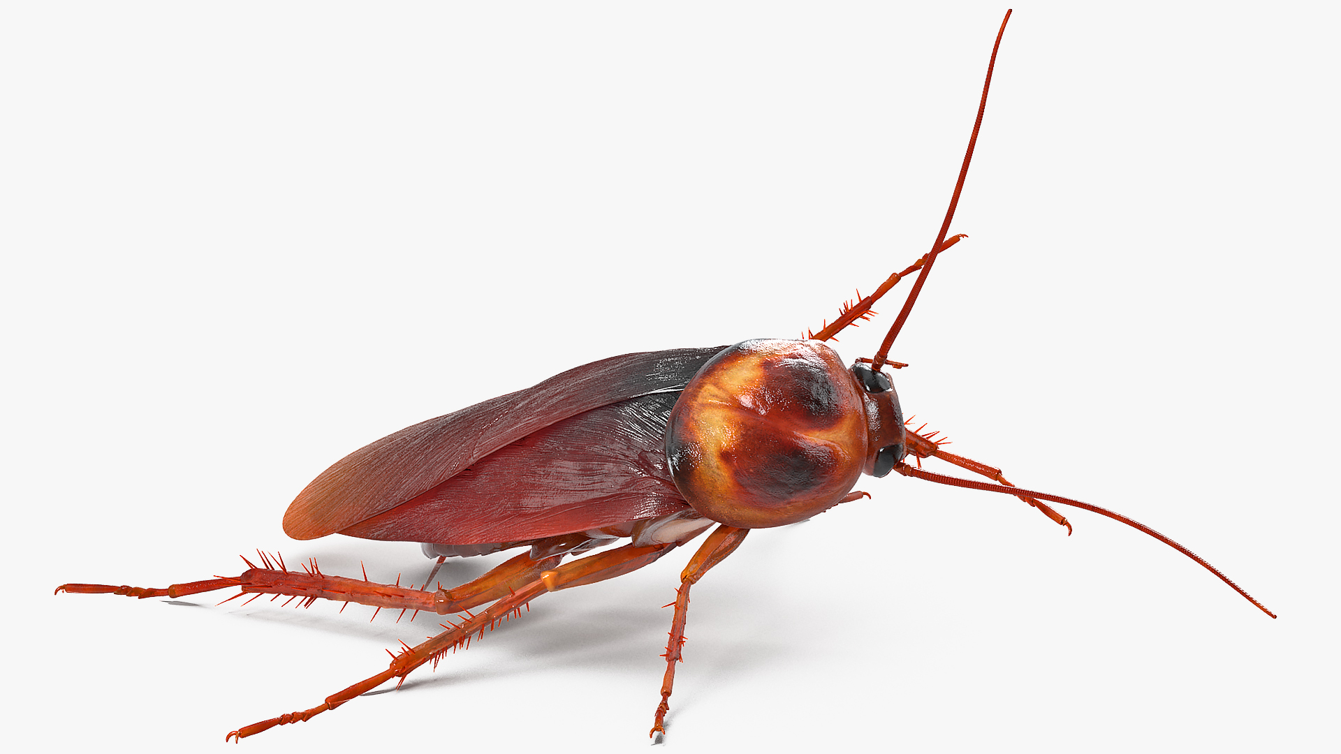 3D model Animated Cockroach Cleans Paw Rigged for Maya