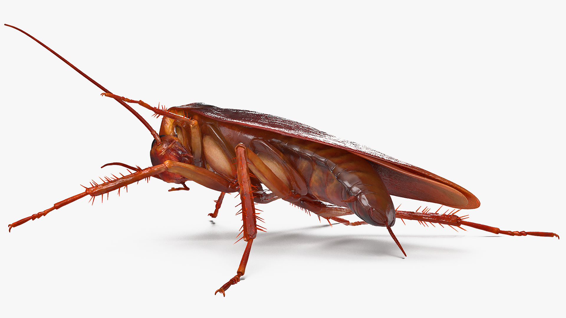 3D model Animated Cockroach Cleans Paw Rigged for Maya