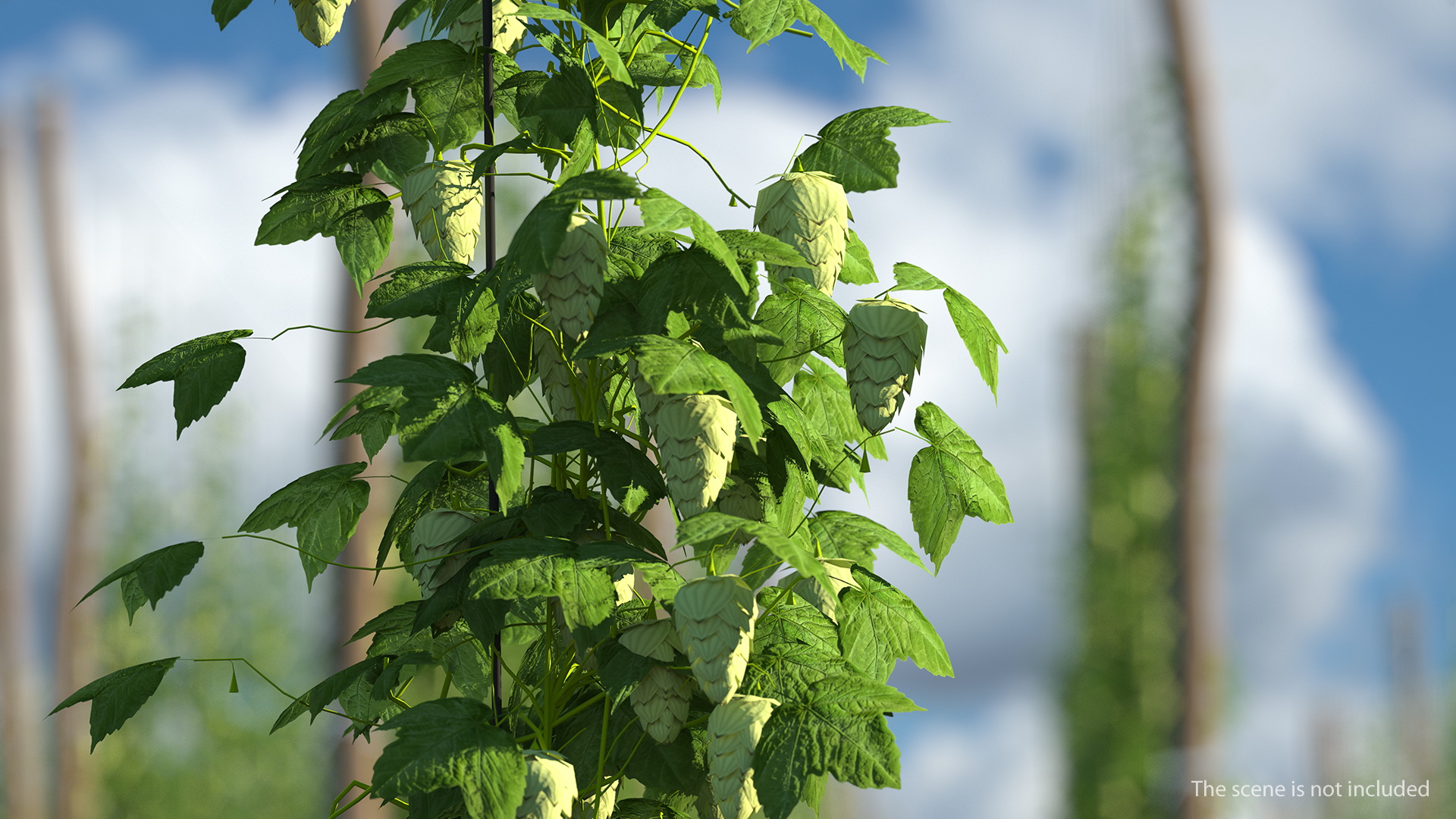 Green Growing Hops Plant 3D model
