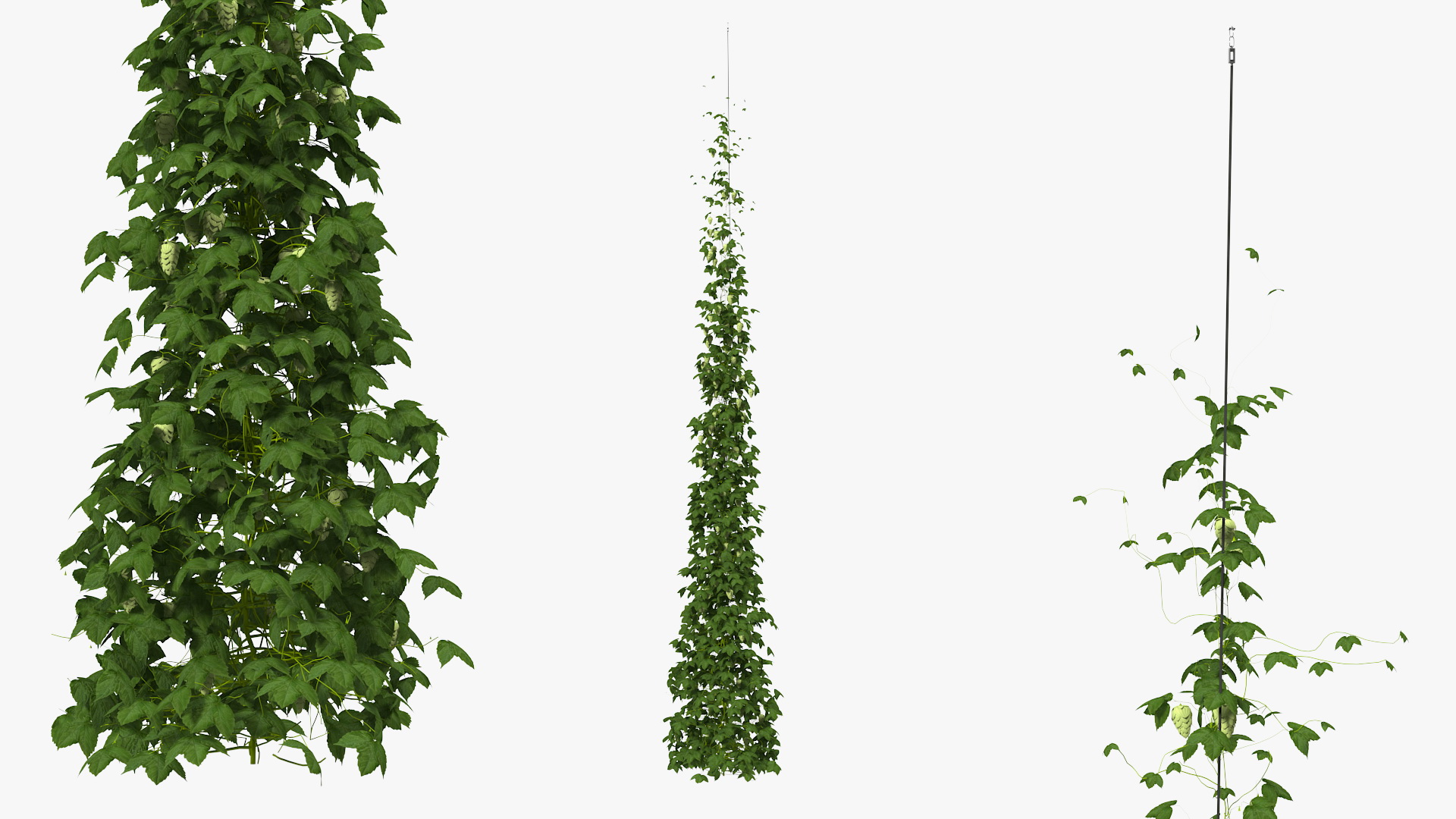 Green Growing Hops Plant 3D model