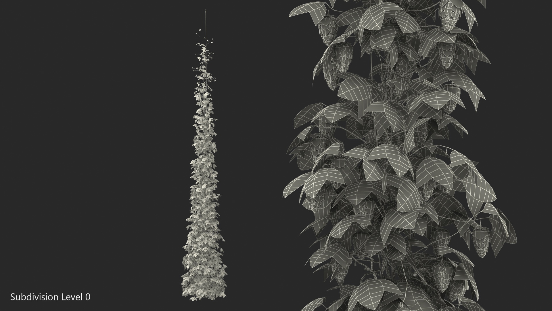 Green Growing Hops Plant 3D model