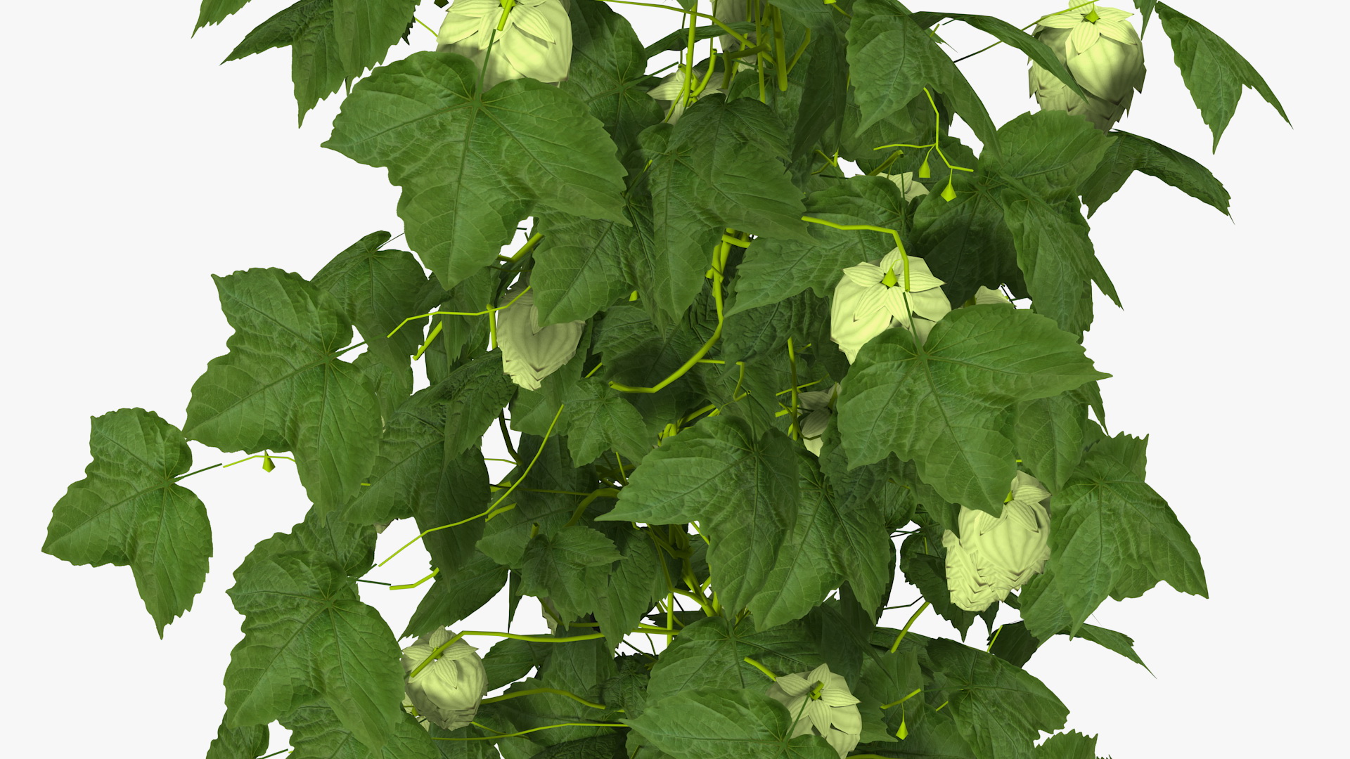 Green Growing Hops Plant 3D model