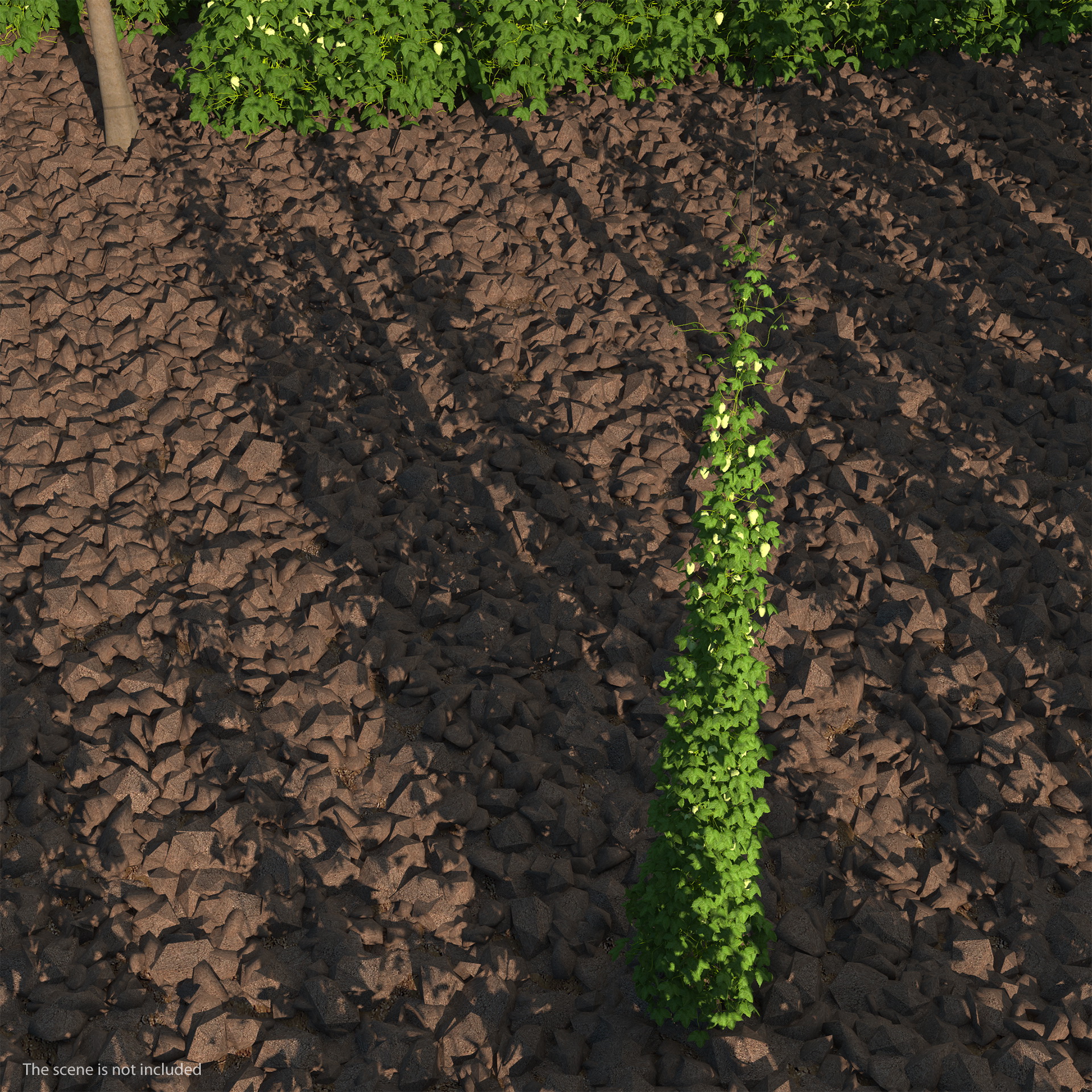 Green Growing Hops Plant 3D model