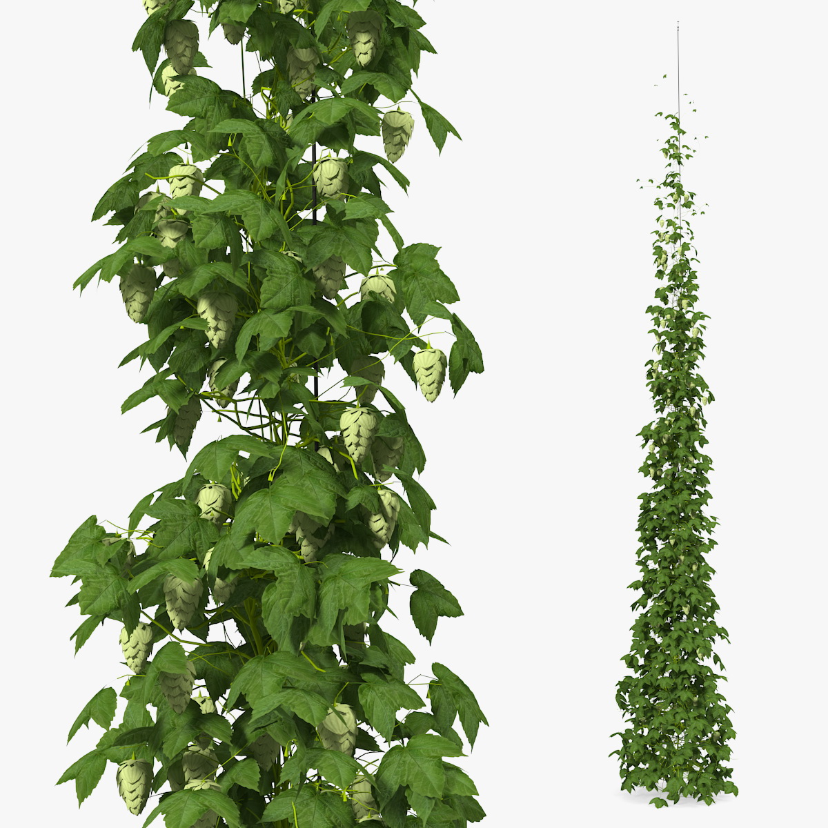 Green Growing Hops Plant