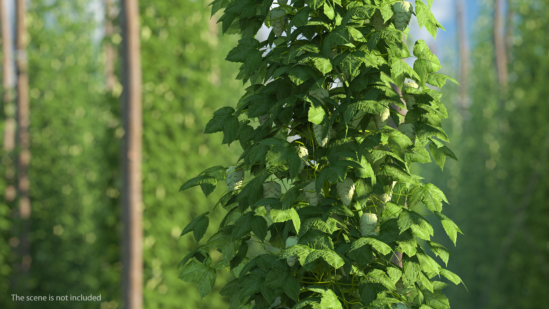 Green Growing Hops Plant 3D model