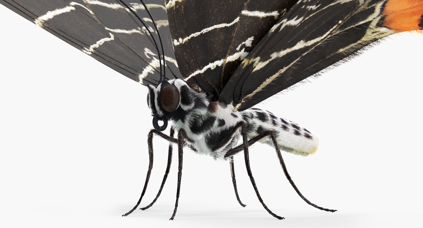 3D Bhutan Glory Swallowtail Butterfly with Fur model