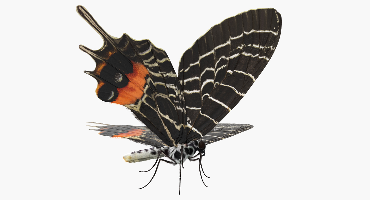 3D Bhutan Glory Swallowtail Butterfly with Fur model