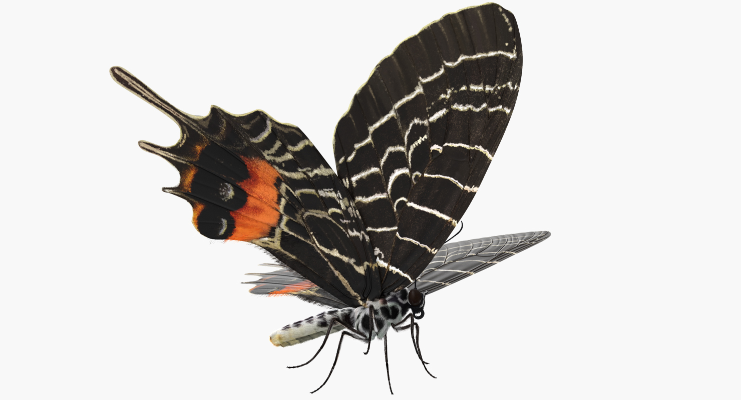 3D Bhutan Glory Swallowtail Butterfly with Fur model