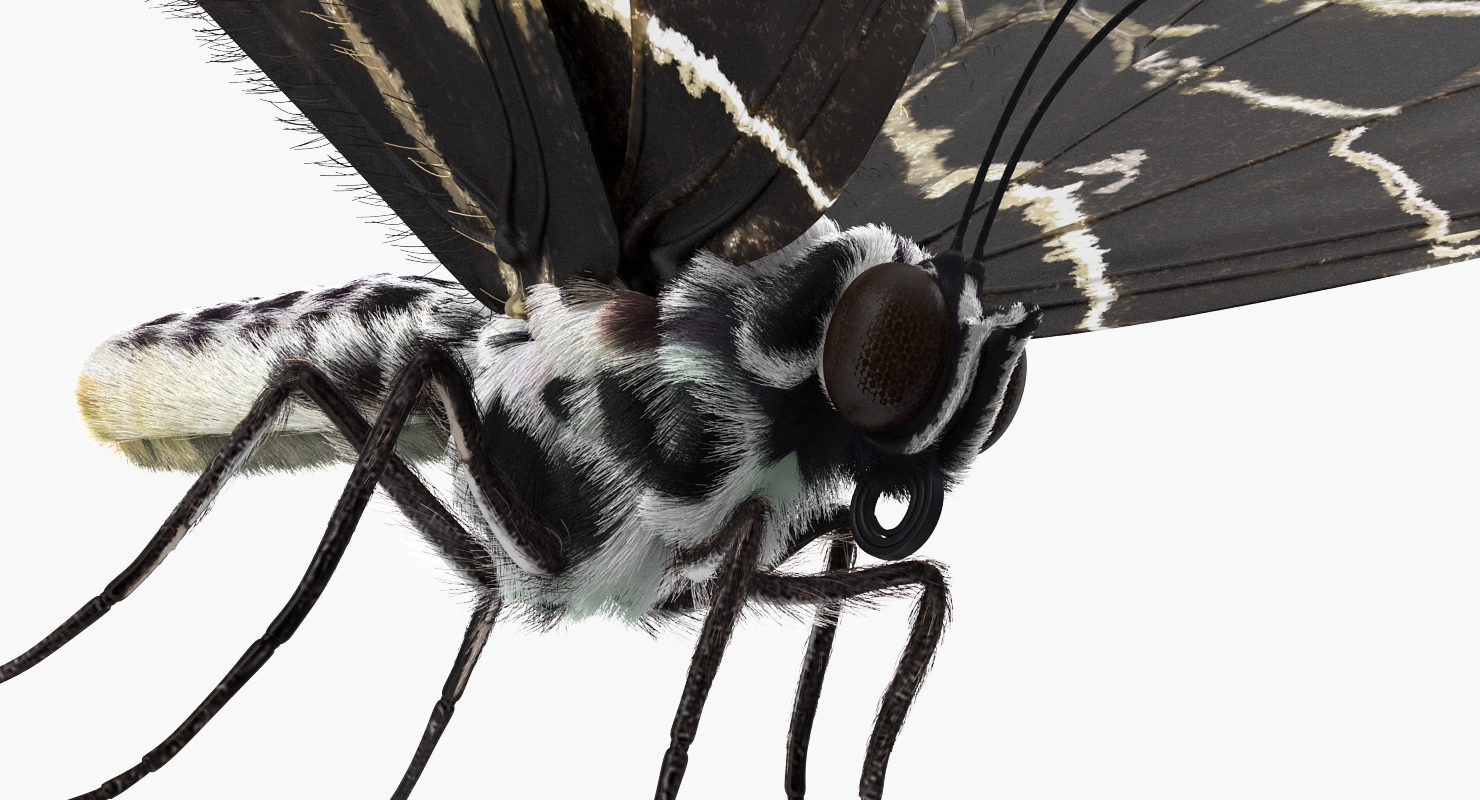 3D Bhutan Glory Swallowtail Butterfly with Fur model