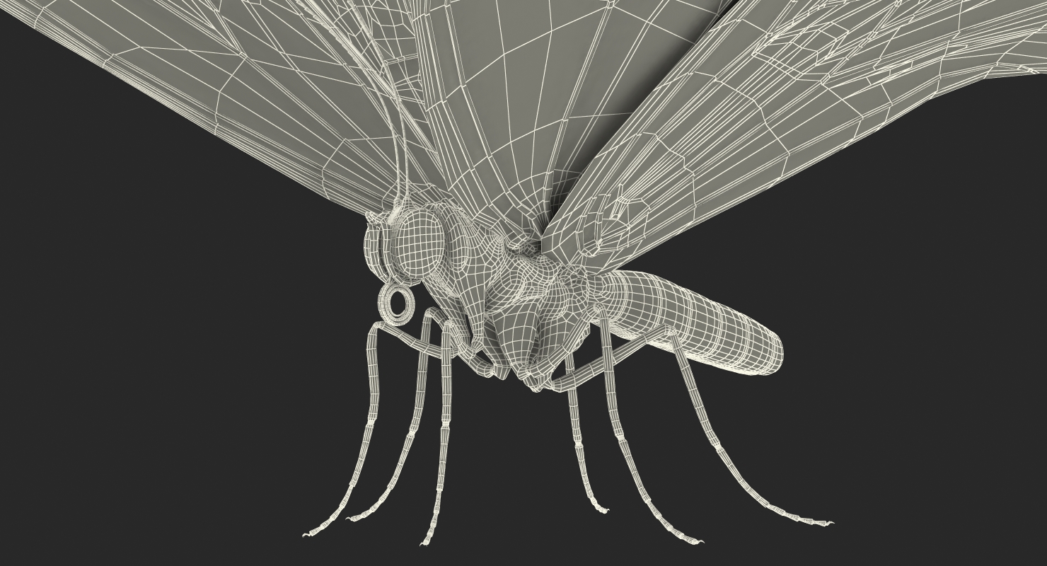 3D Bhutan Glory Swallowtail Butterfly with Fur model