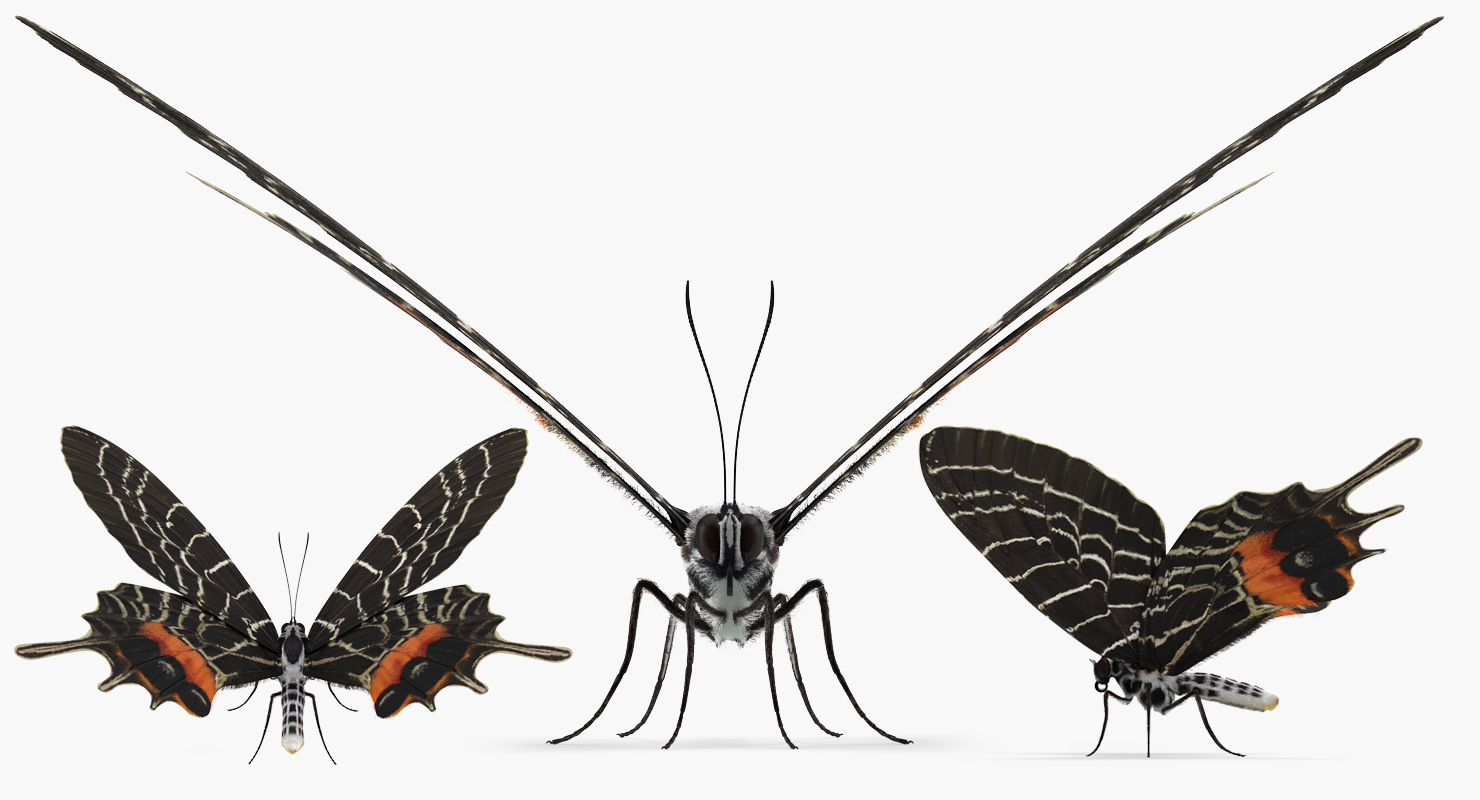 3D Bhutan Glory Swallowtail Butterfly with Fur model