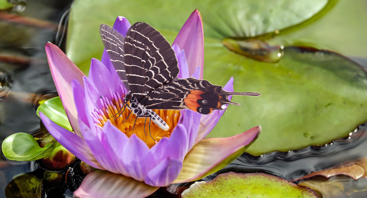 3D Bhutan Glory Swallowtail Butterfly with Fur model