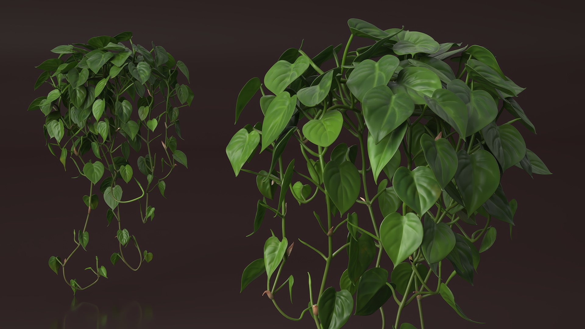 Philodendron Scandens Plant 3D