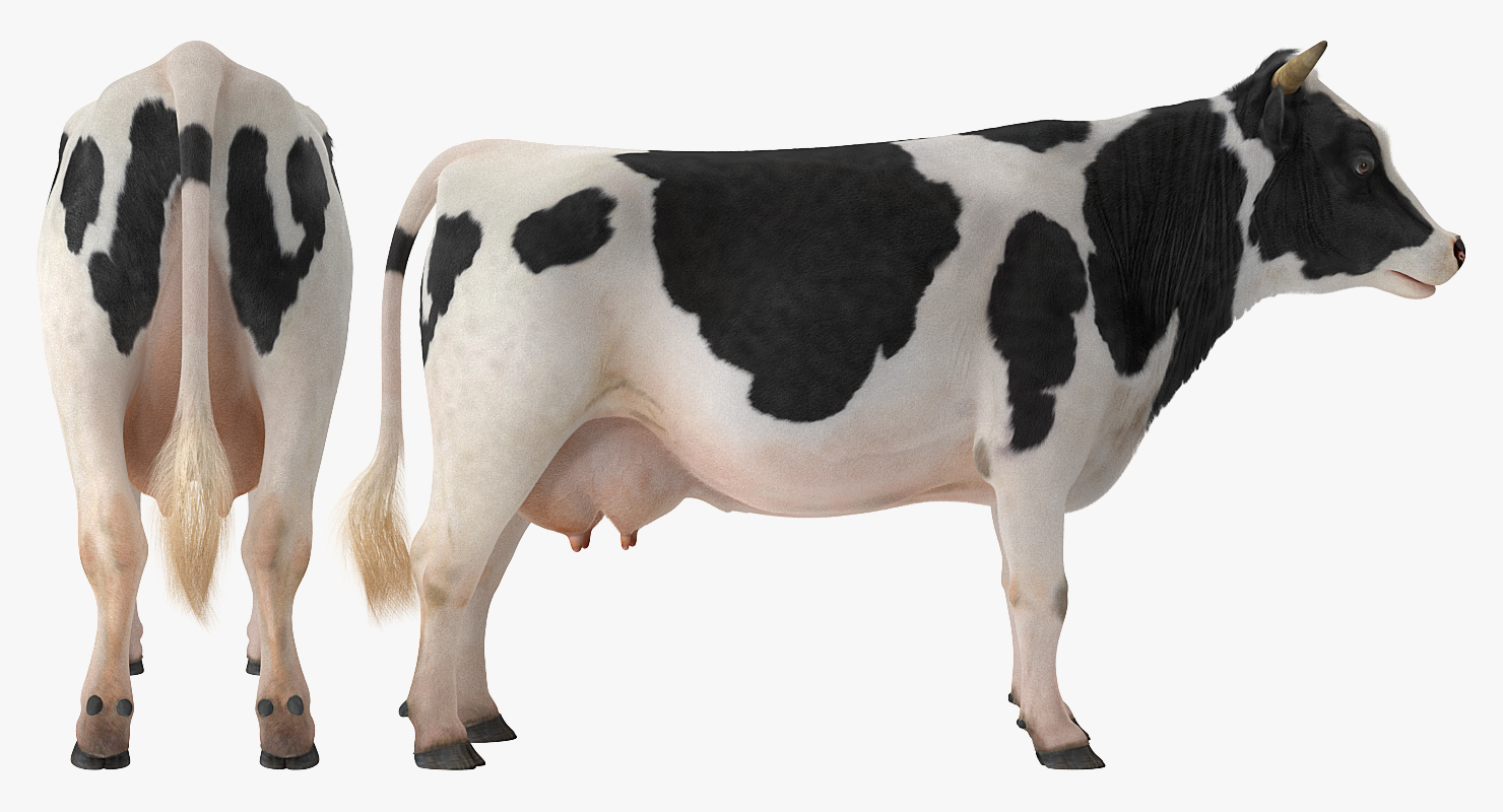3D Dairy Cow with Fur model