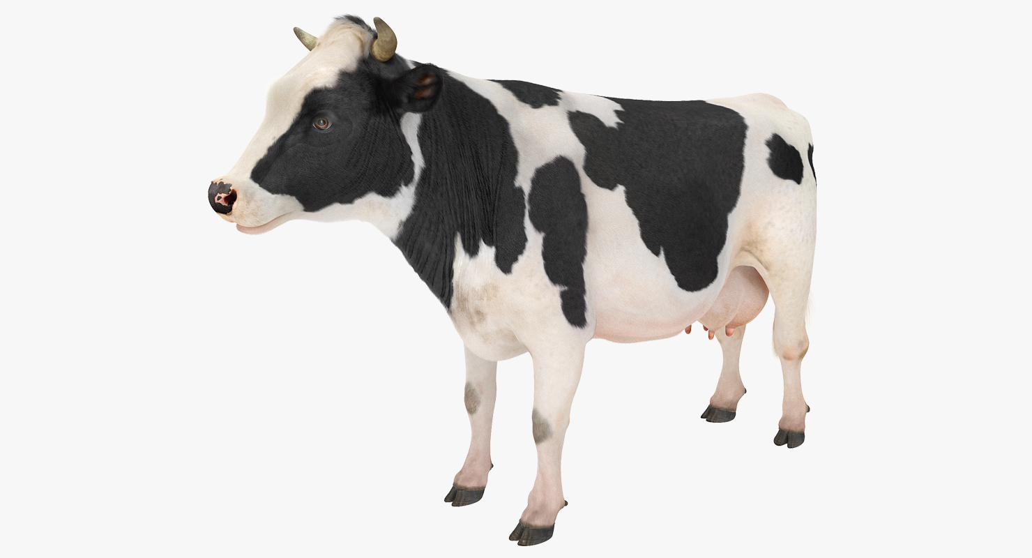 3D Dairy Cow with Fur model