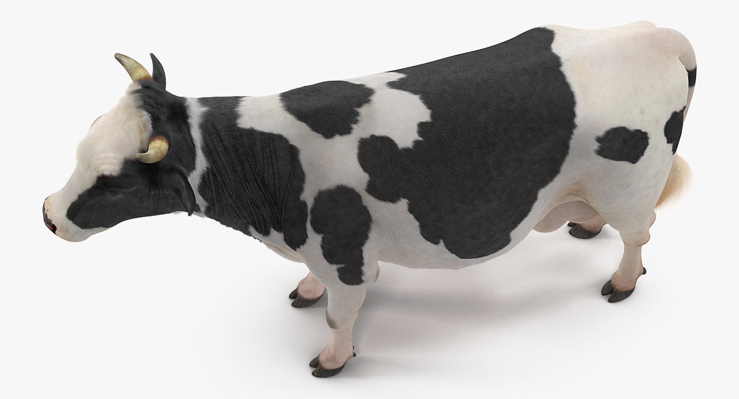 3D Dairy Cow with Fur model