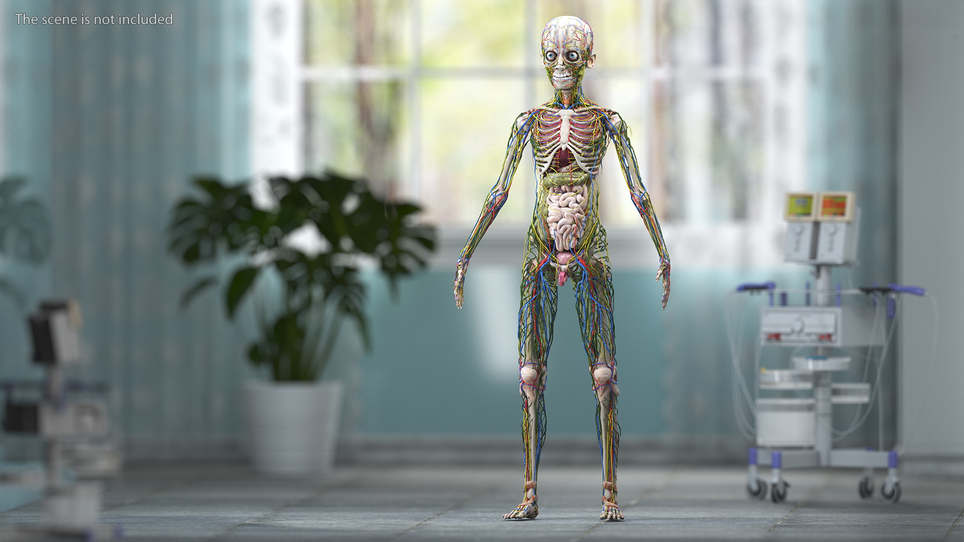 3D Young Man Full Body Anatomy Fur