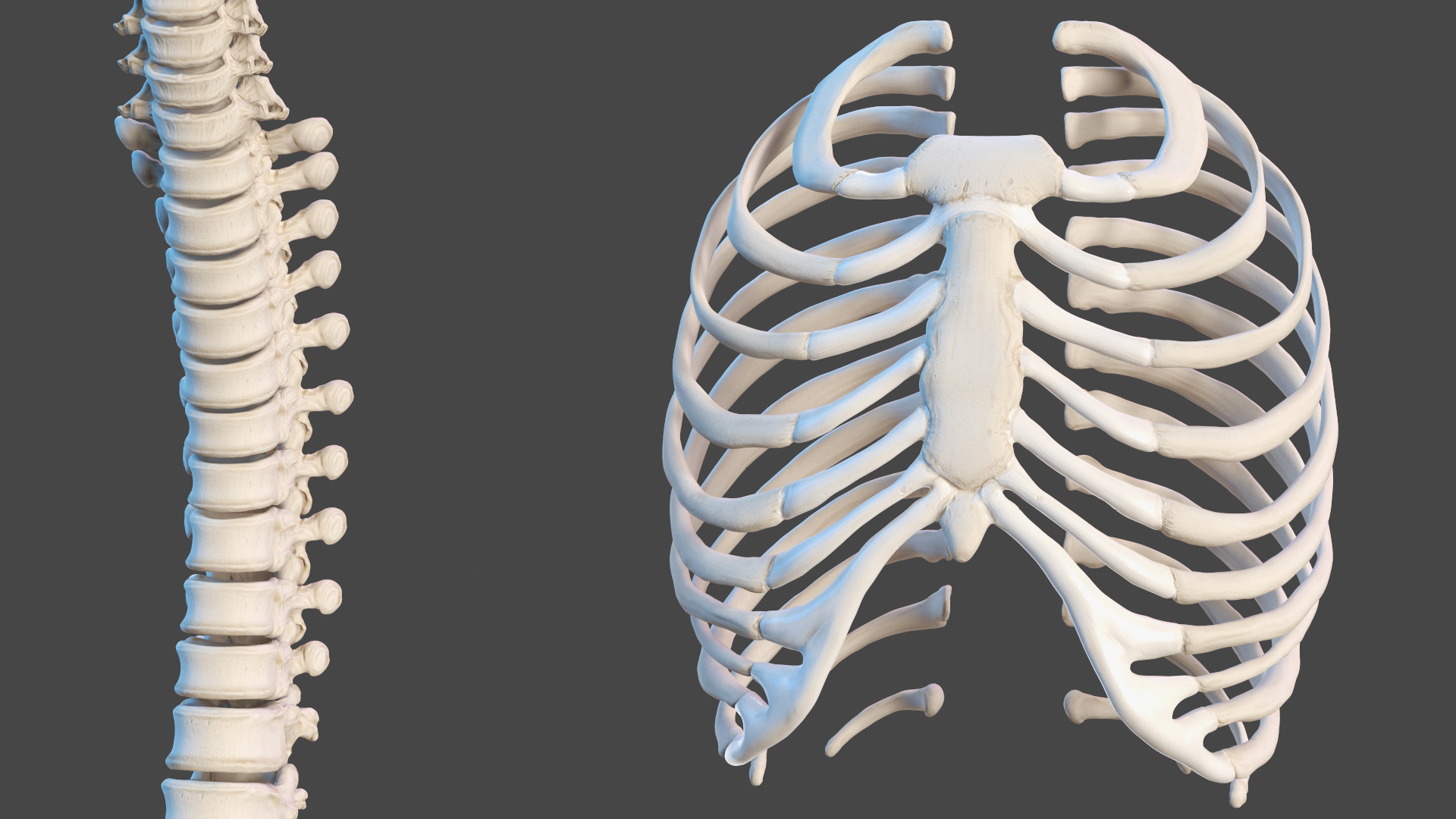 3D Young Man Full Body Anatomy Fur