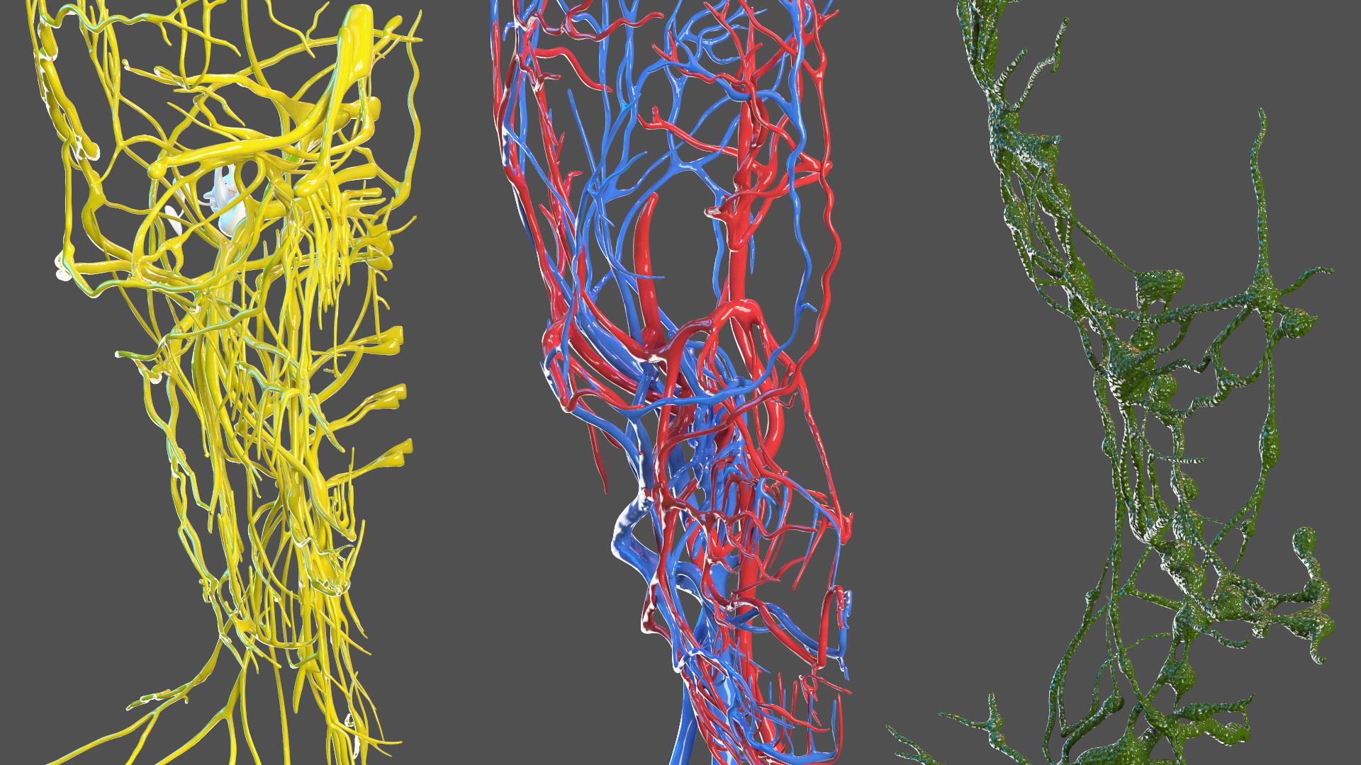 3D Young Man Full Body Anatomy Fur