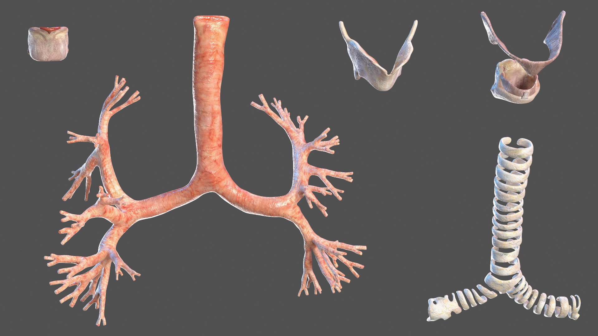 3D Young Man Full Body Anatomy Fur