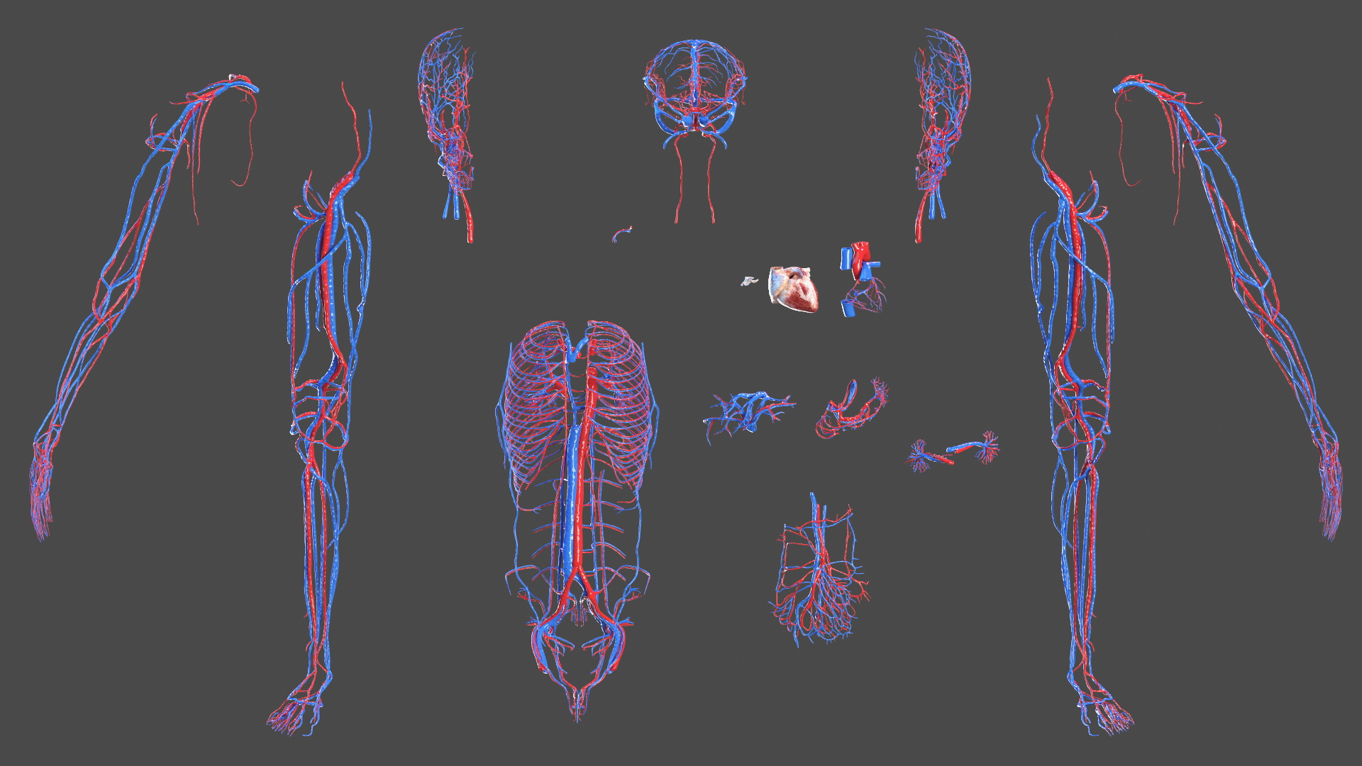3D Young Man Full Body Anatomy Fur