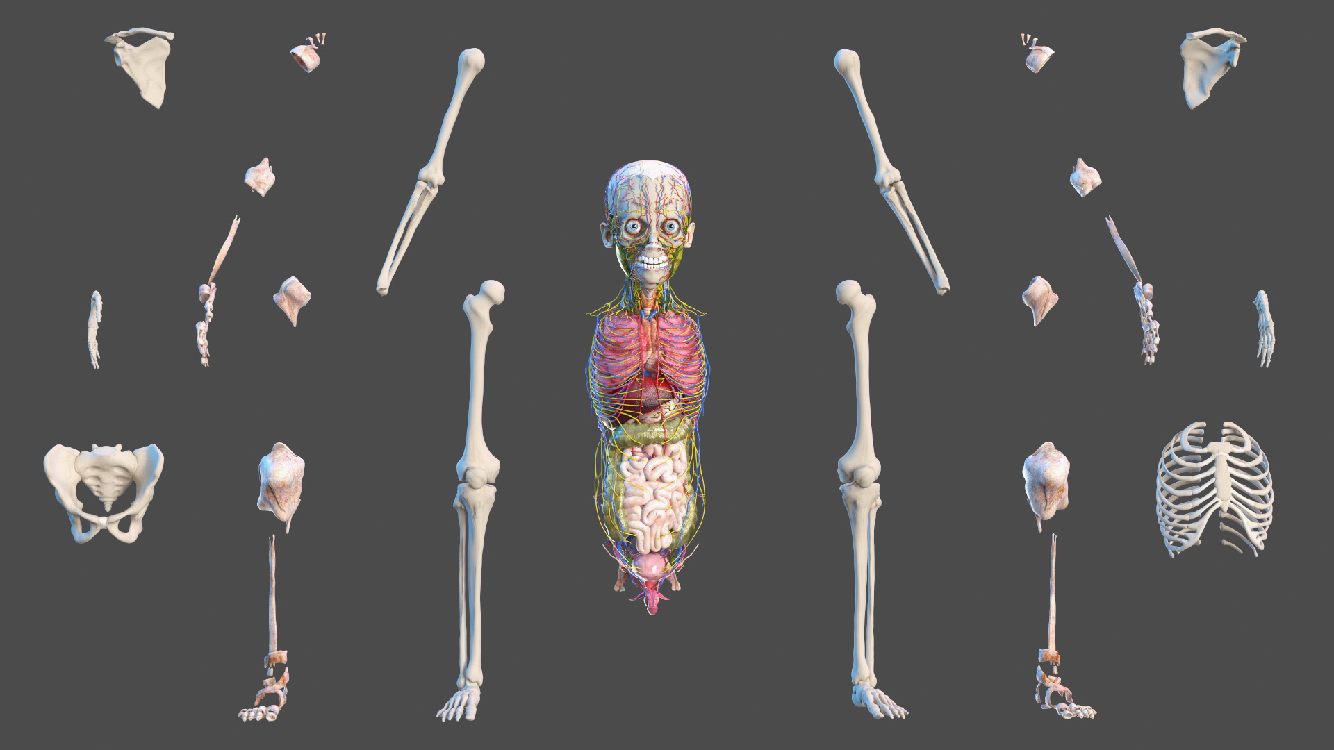 3D Young Man Full Body Anatomy Fur