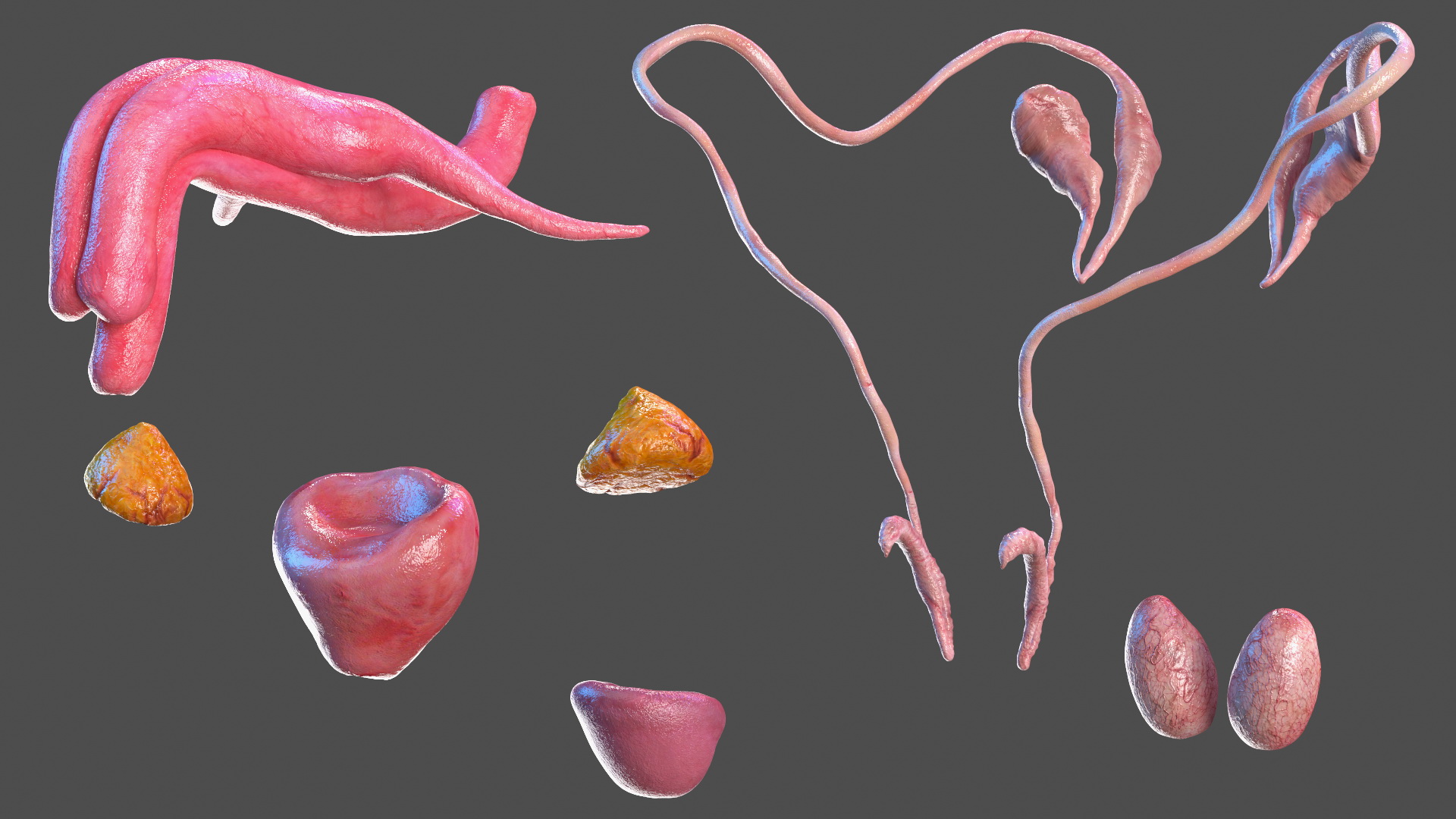 3D Young Man Full Body Anatomy Fur