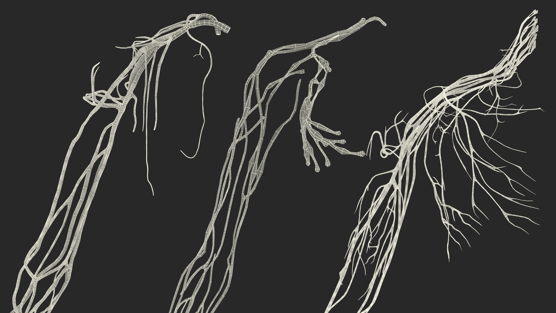 3D Young Man Full Body Anatomy Fur